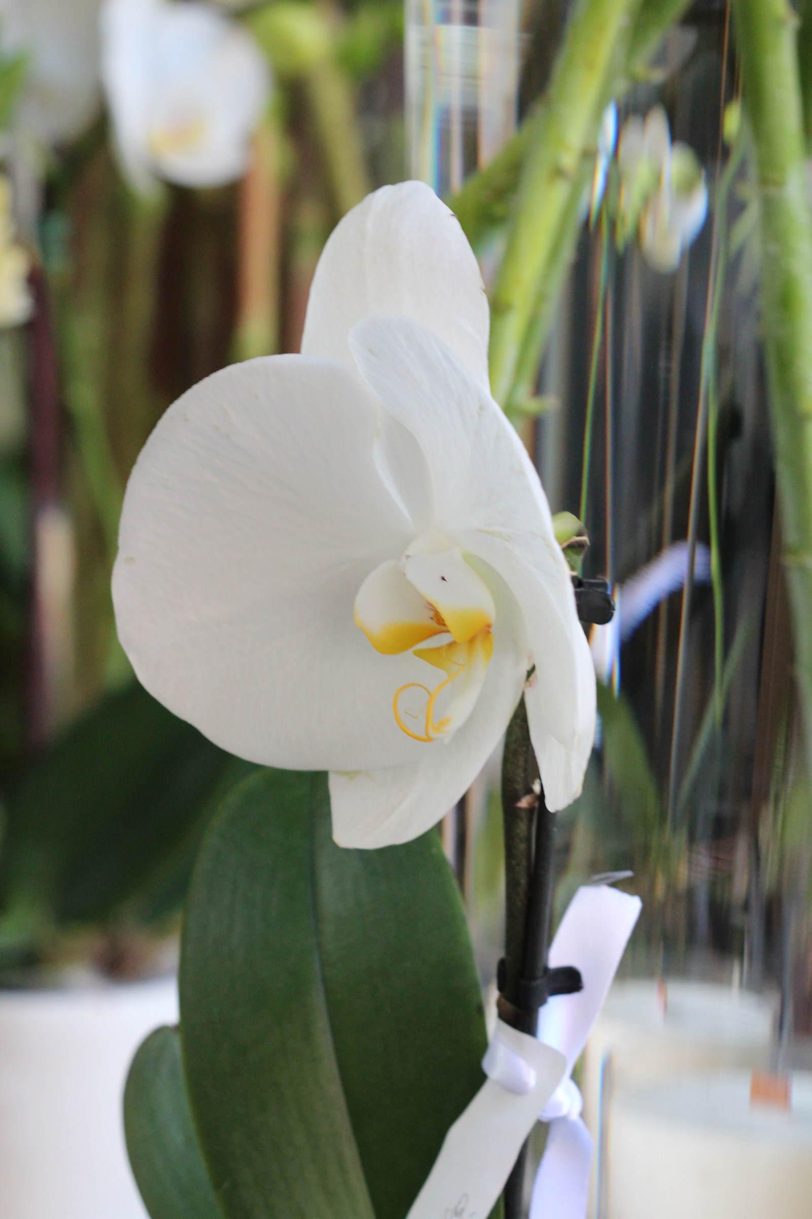 In a flower's shop...