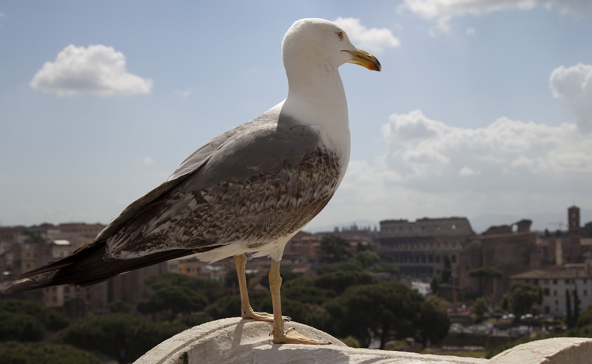 Gabbiano a Roma