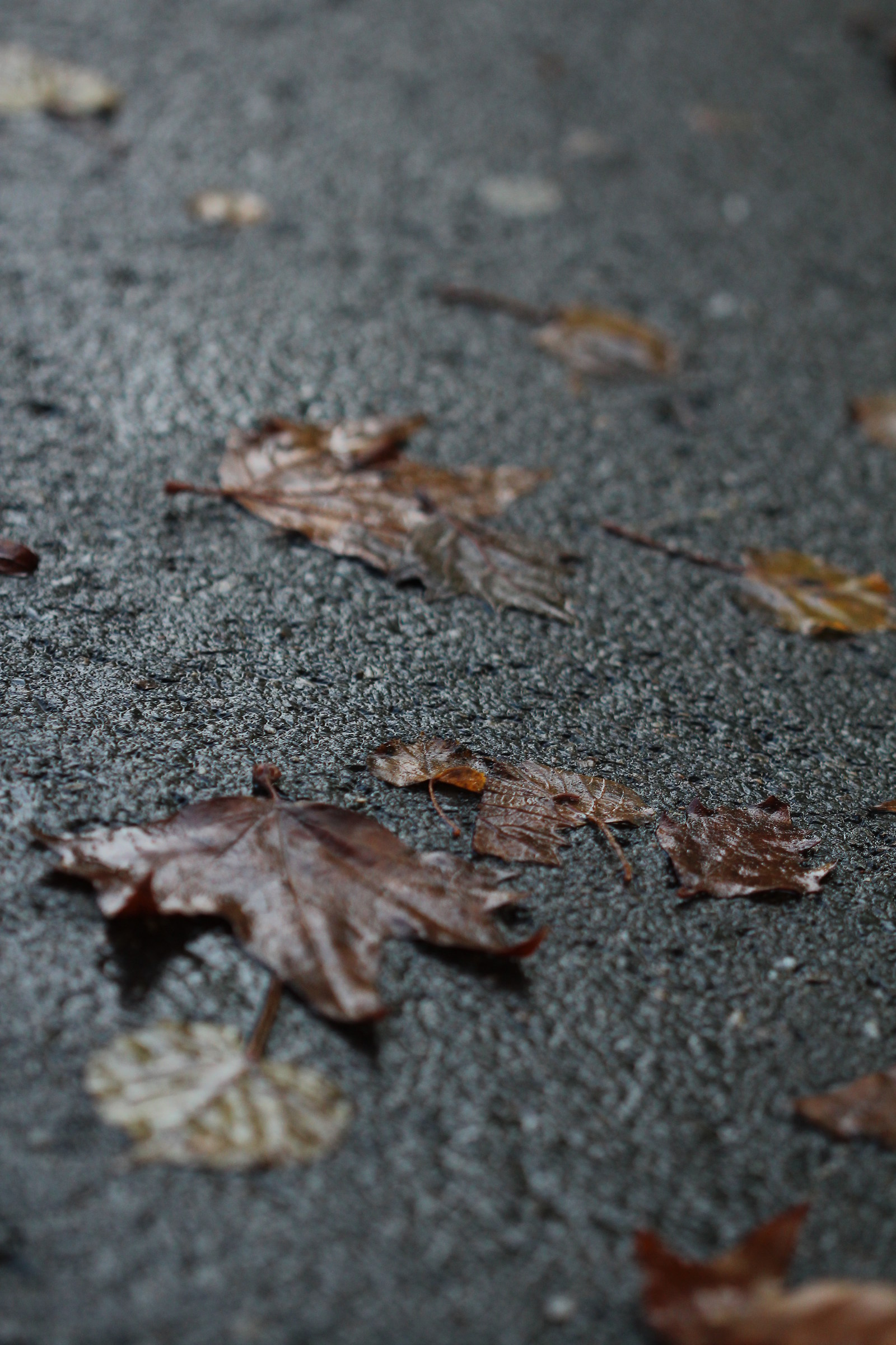Leaf on the Asphalt