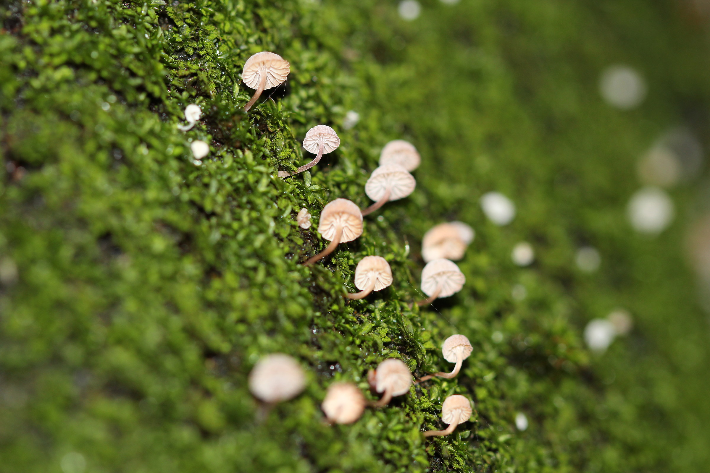 Magic Mushrooms! ..2