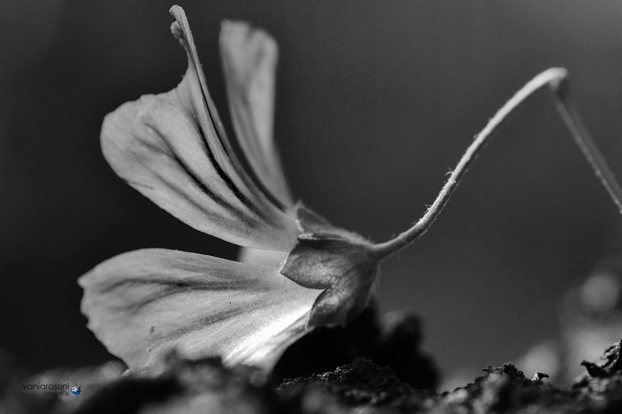 Mallow flower b / w