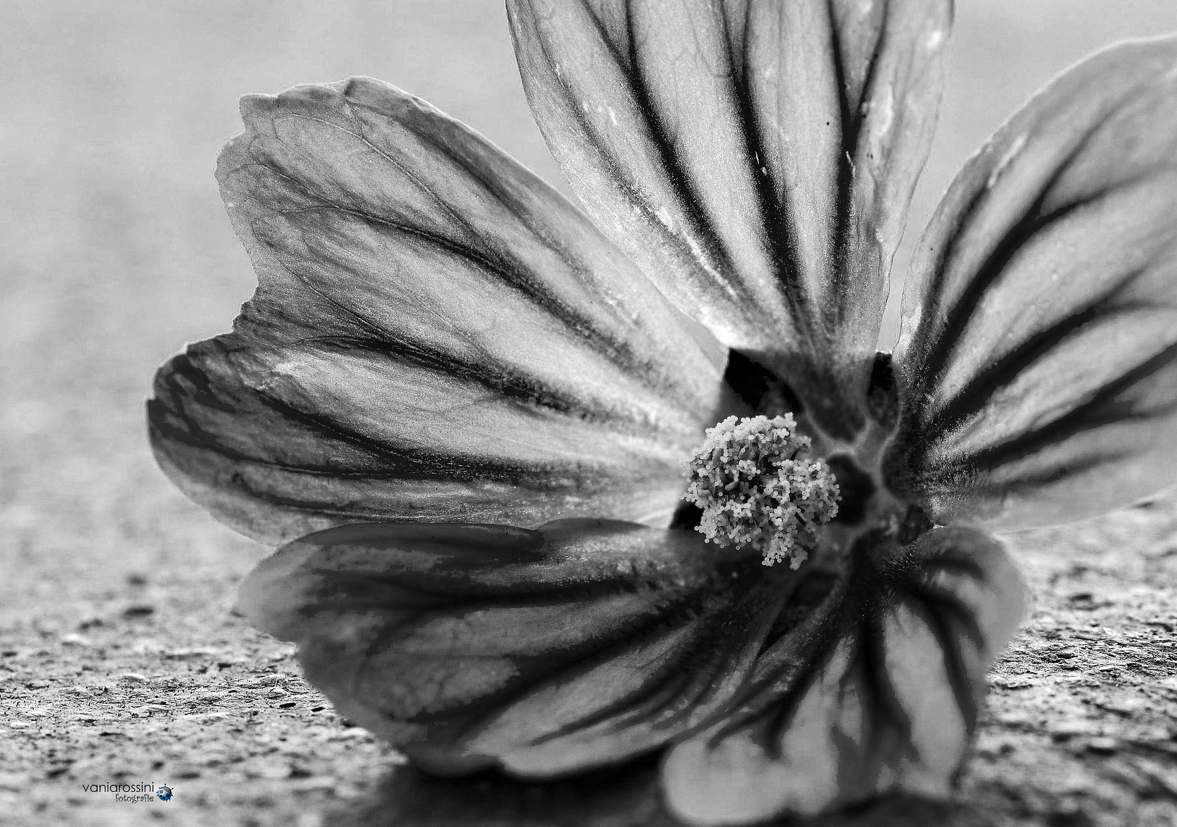 Mallow flower foreground