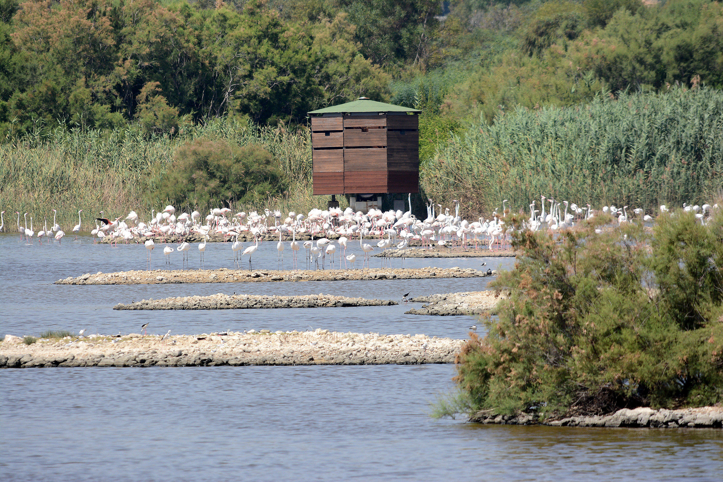 Prima nidificazione di 100 fenicotteri in Sicilia !