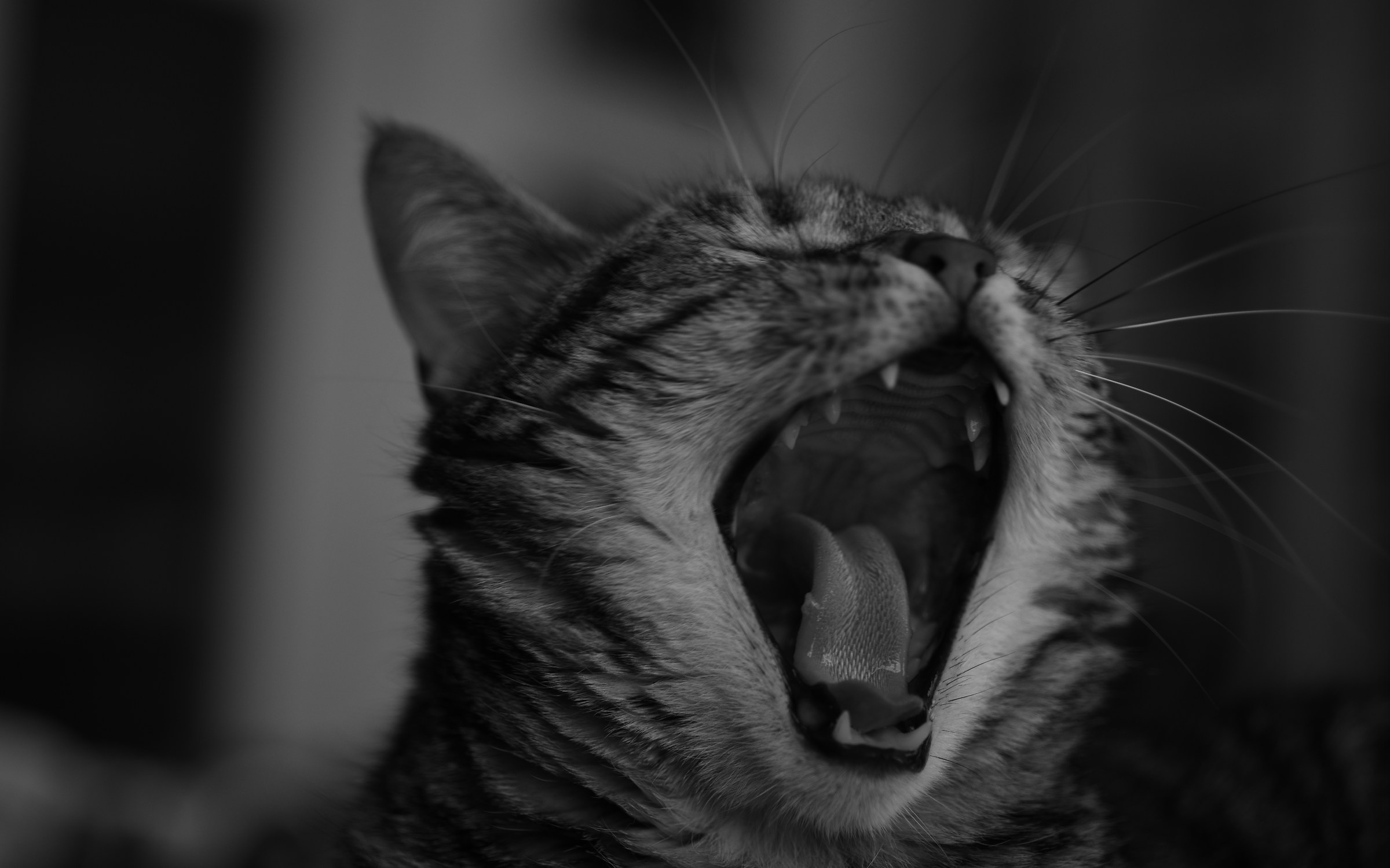 So sleepy (life from cats ...)