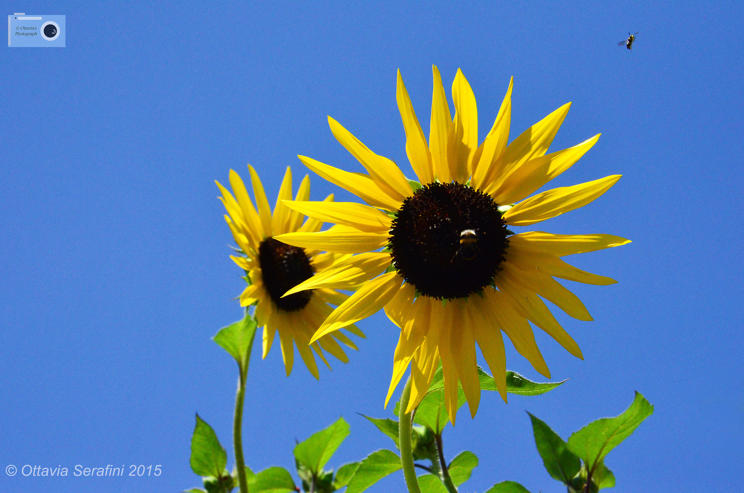 Sunflowers and young guests