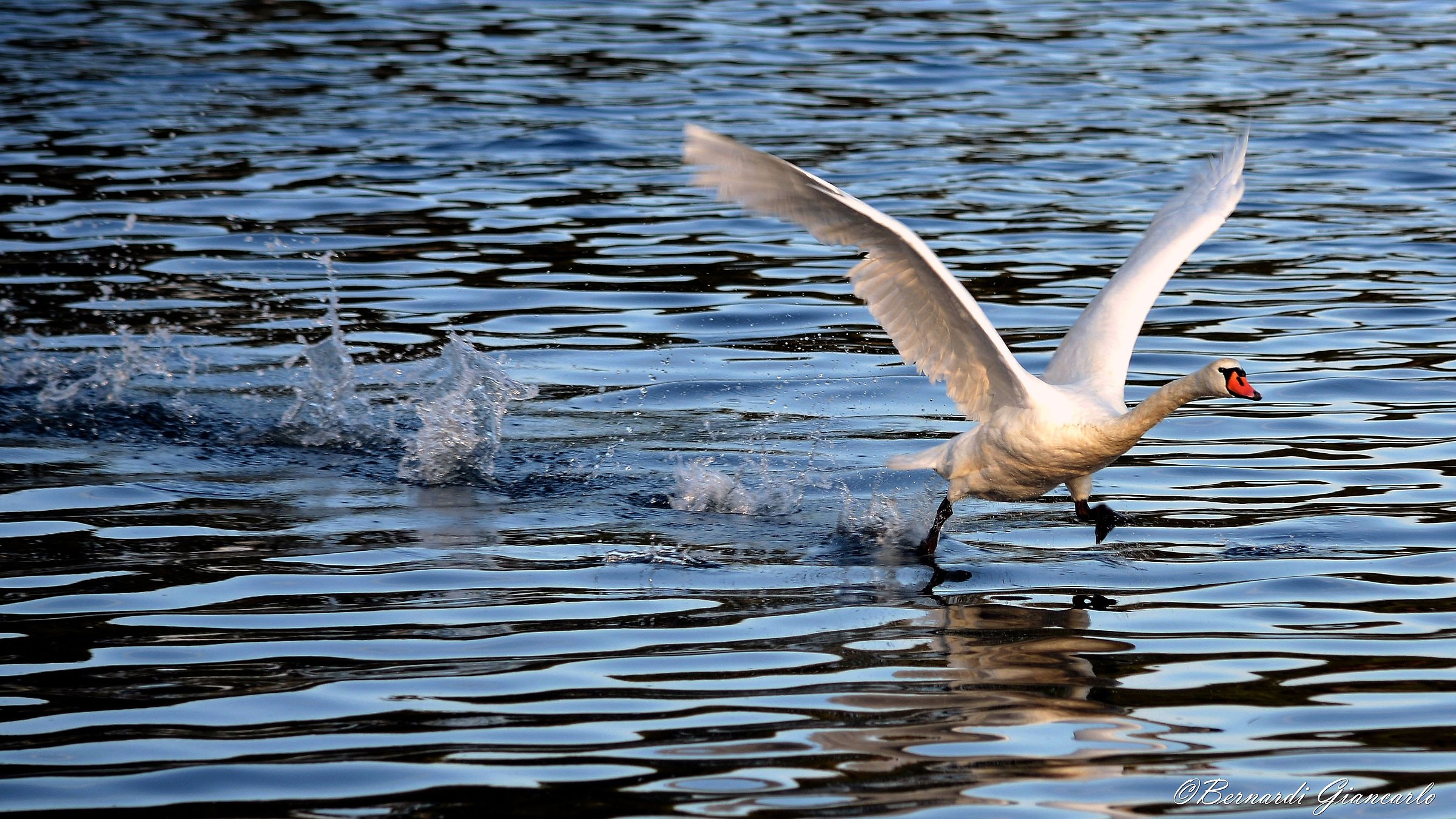 Takeoff of the Swan