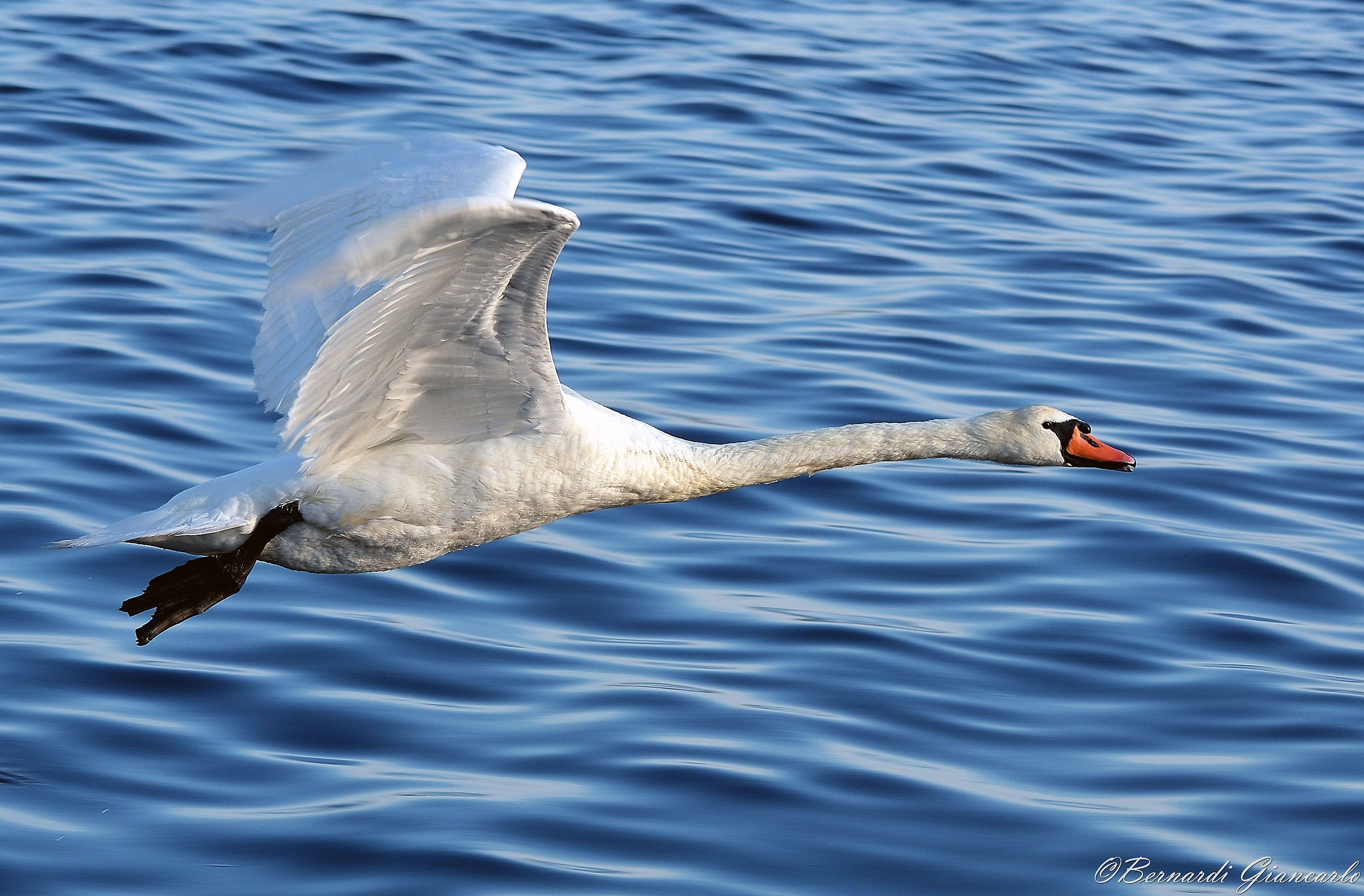 Flight of the Swan