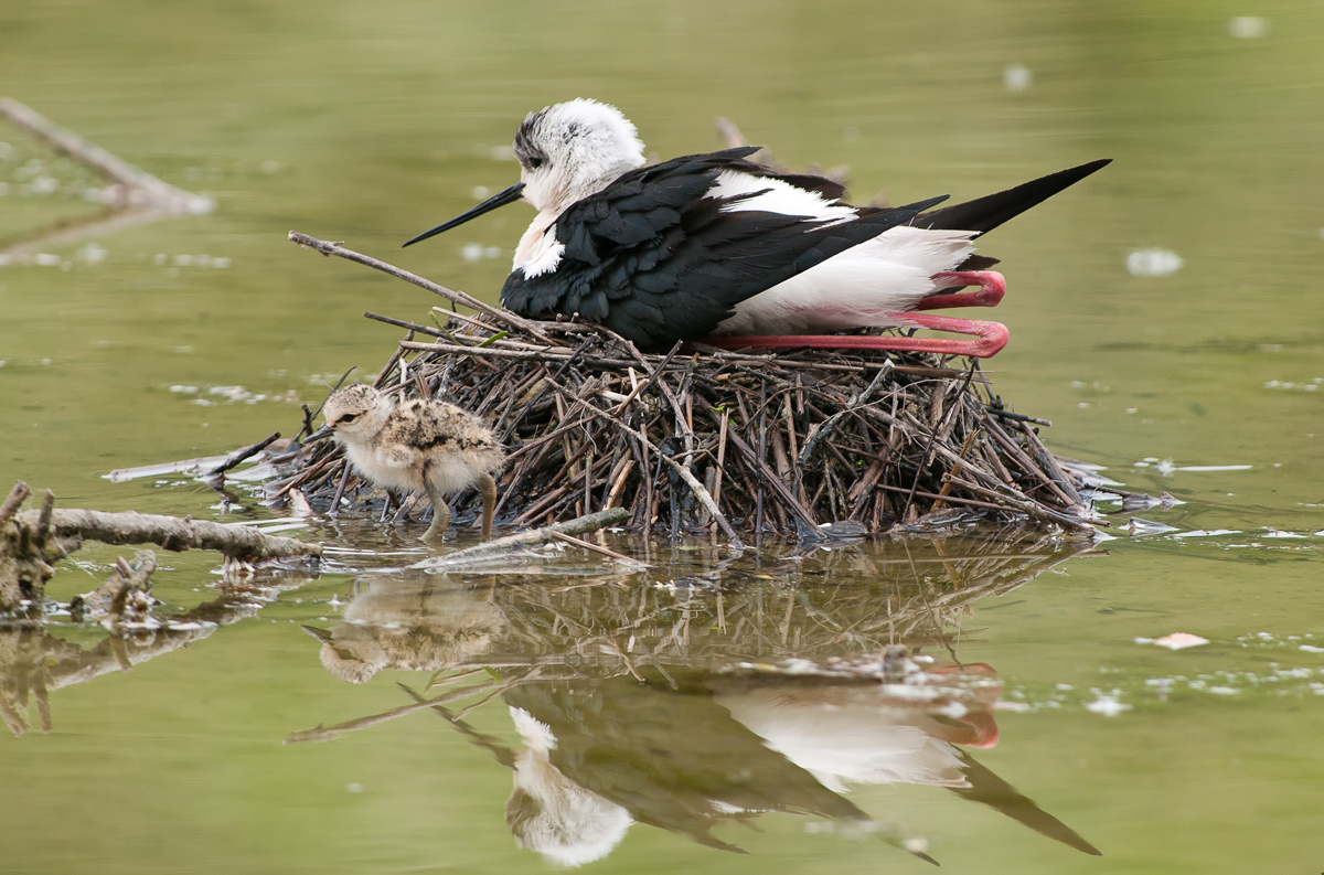 Cavaliere d'Italia e pulcino