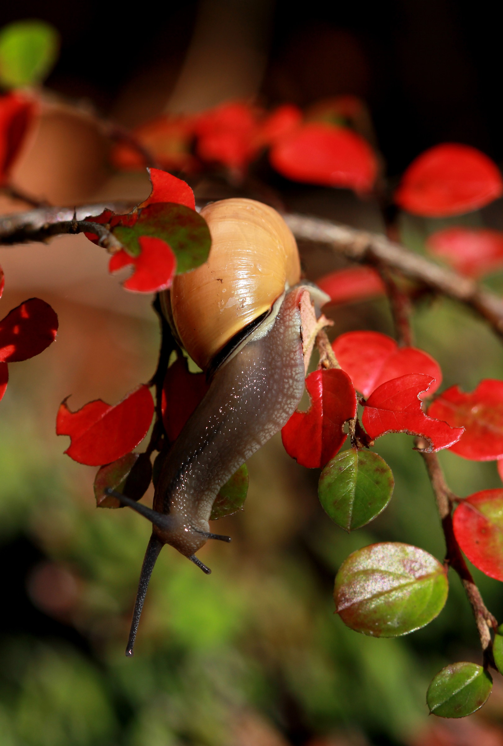 Chiocciola a testa in giù