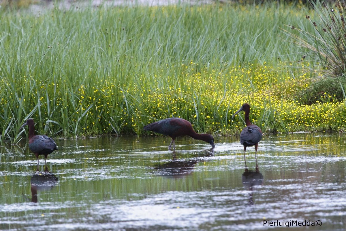 Mignattai   (Plegadis falcinellus)