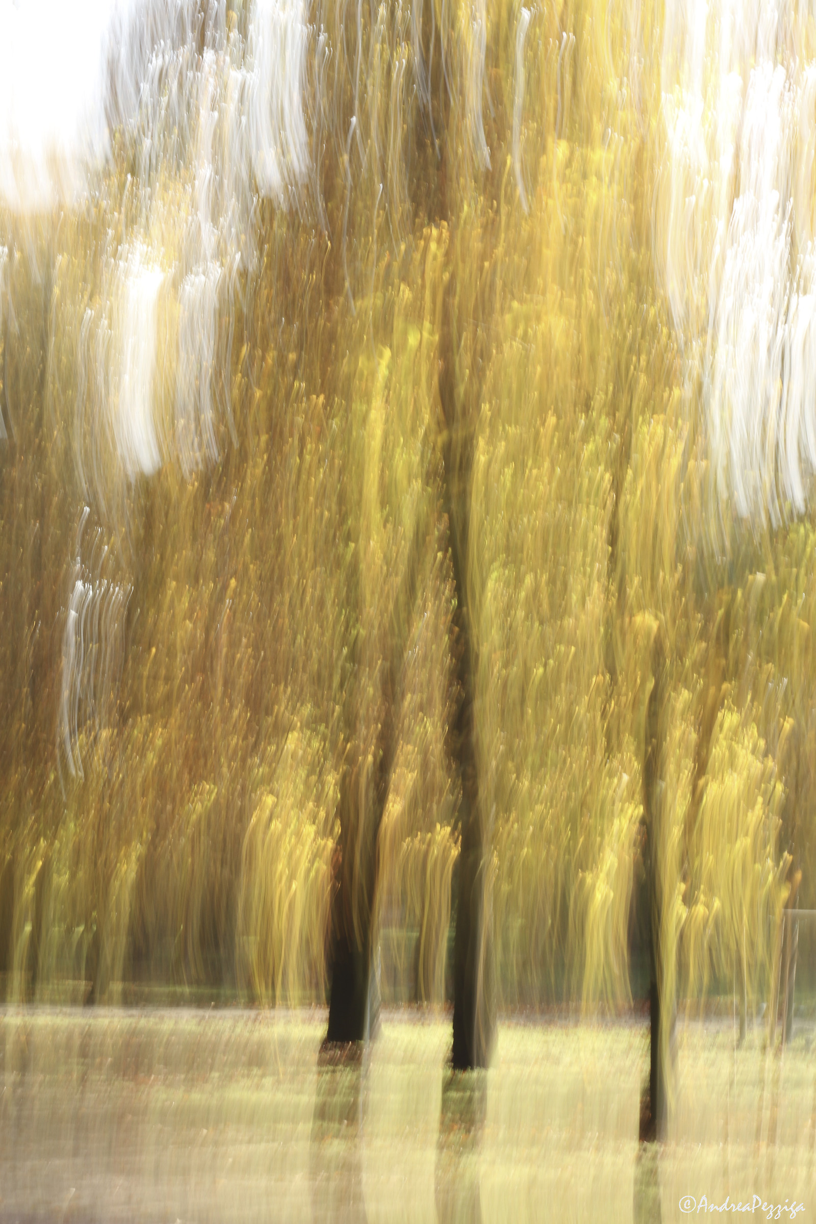 Even this is Autumn !!!