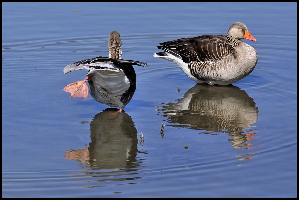 Oche Grigie in relax