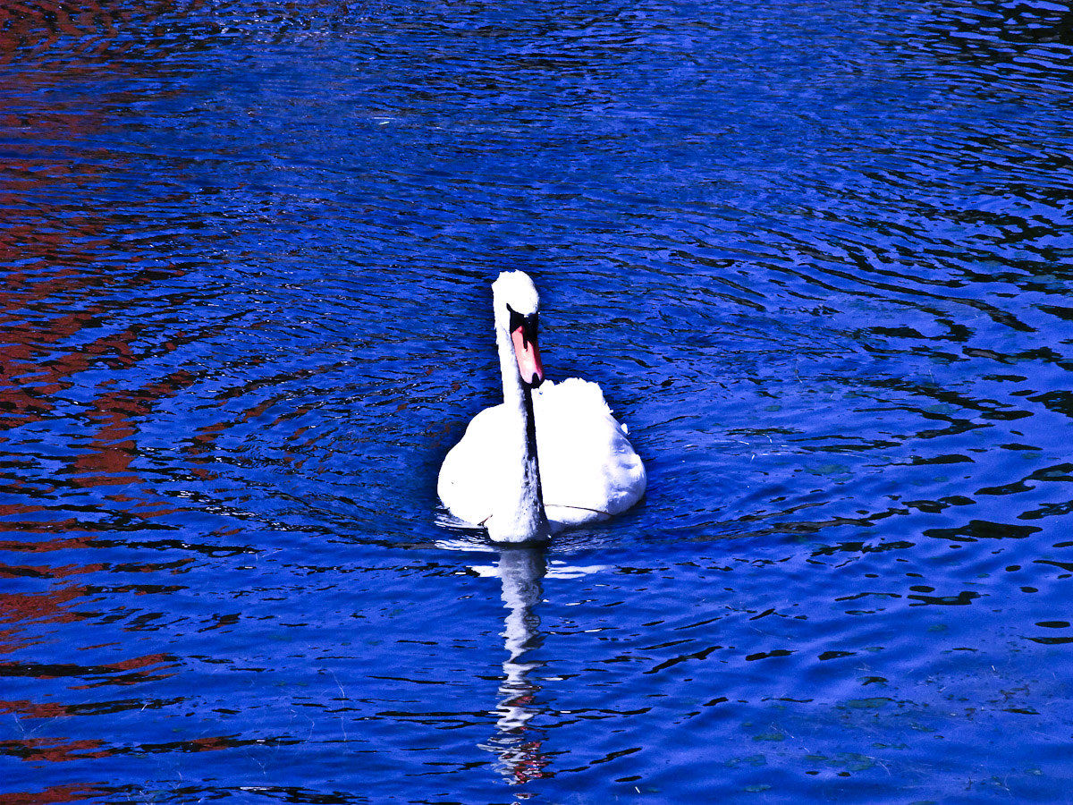 swan relaxation