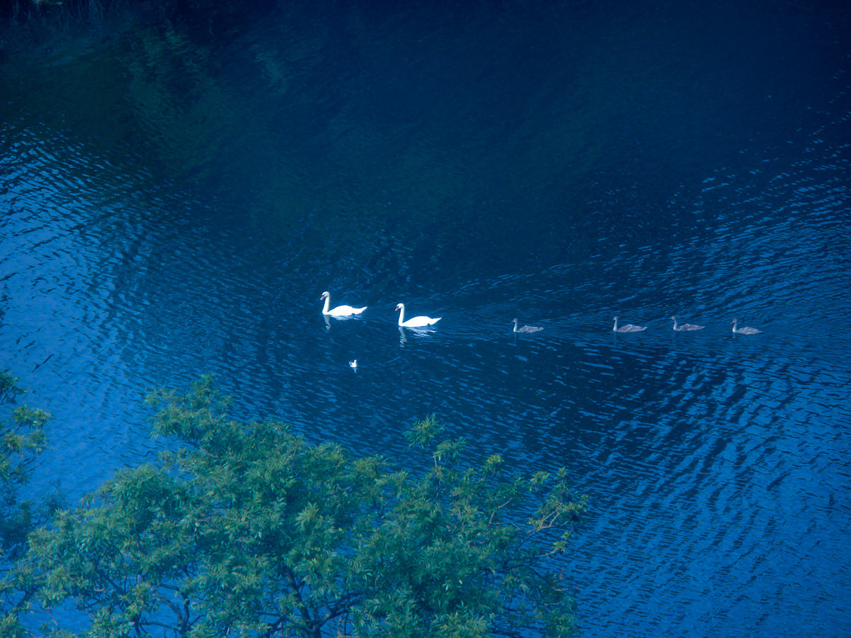 cigni nel lago di Copenaghen