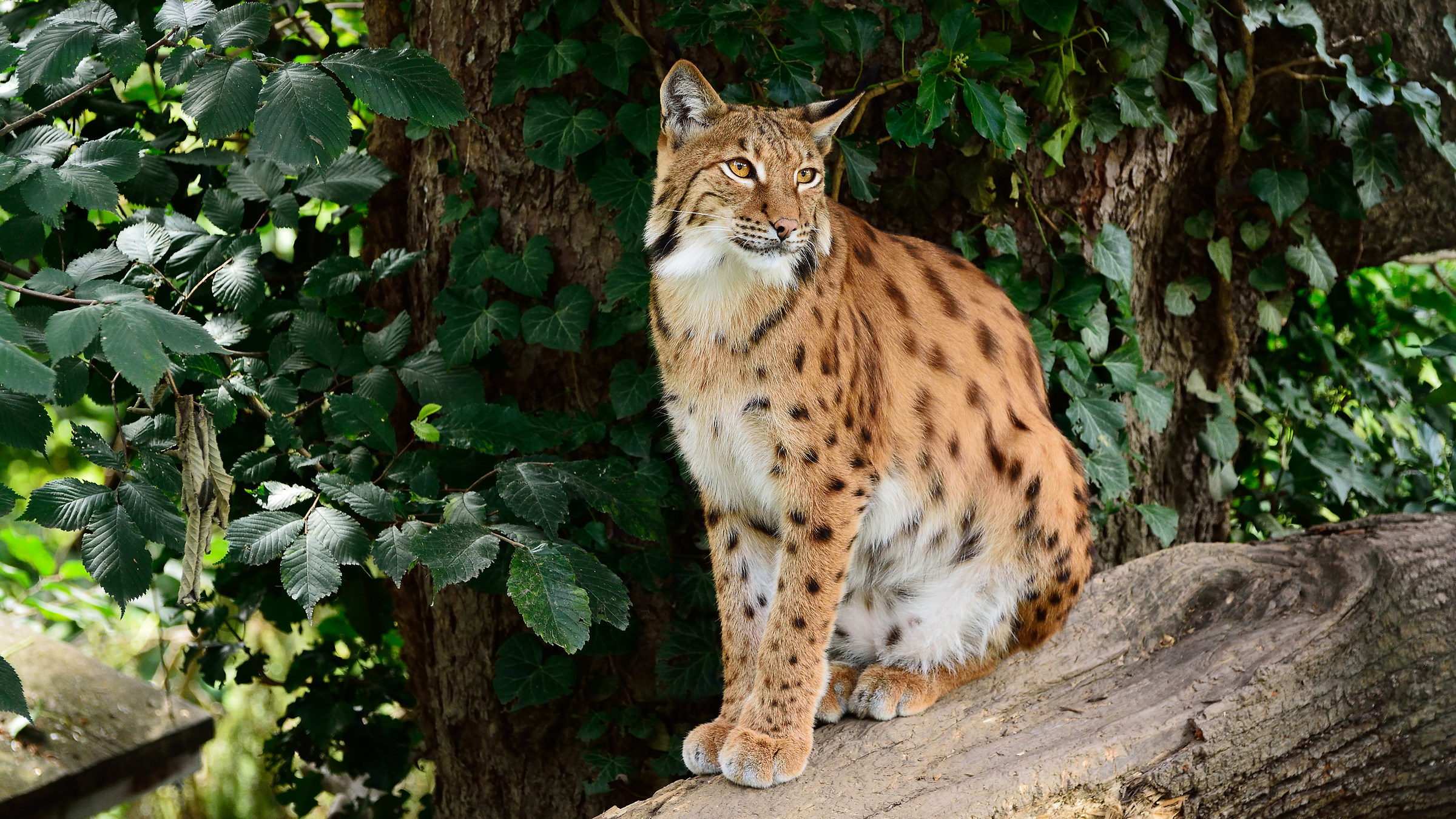 Lynx in all its glory