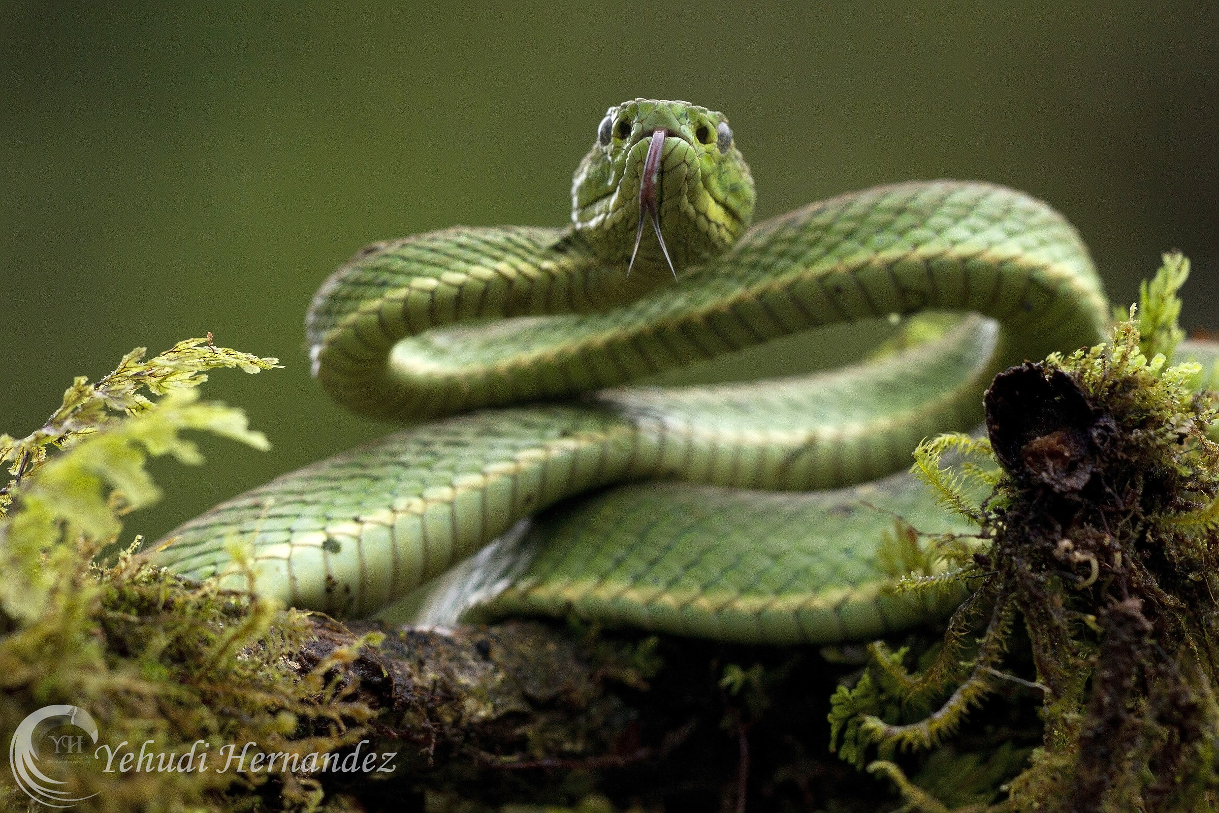 Caffè di palma viper