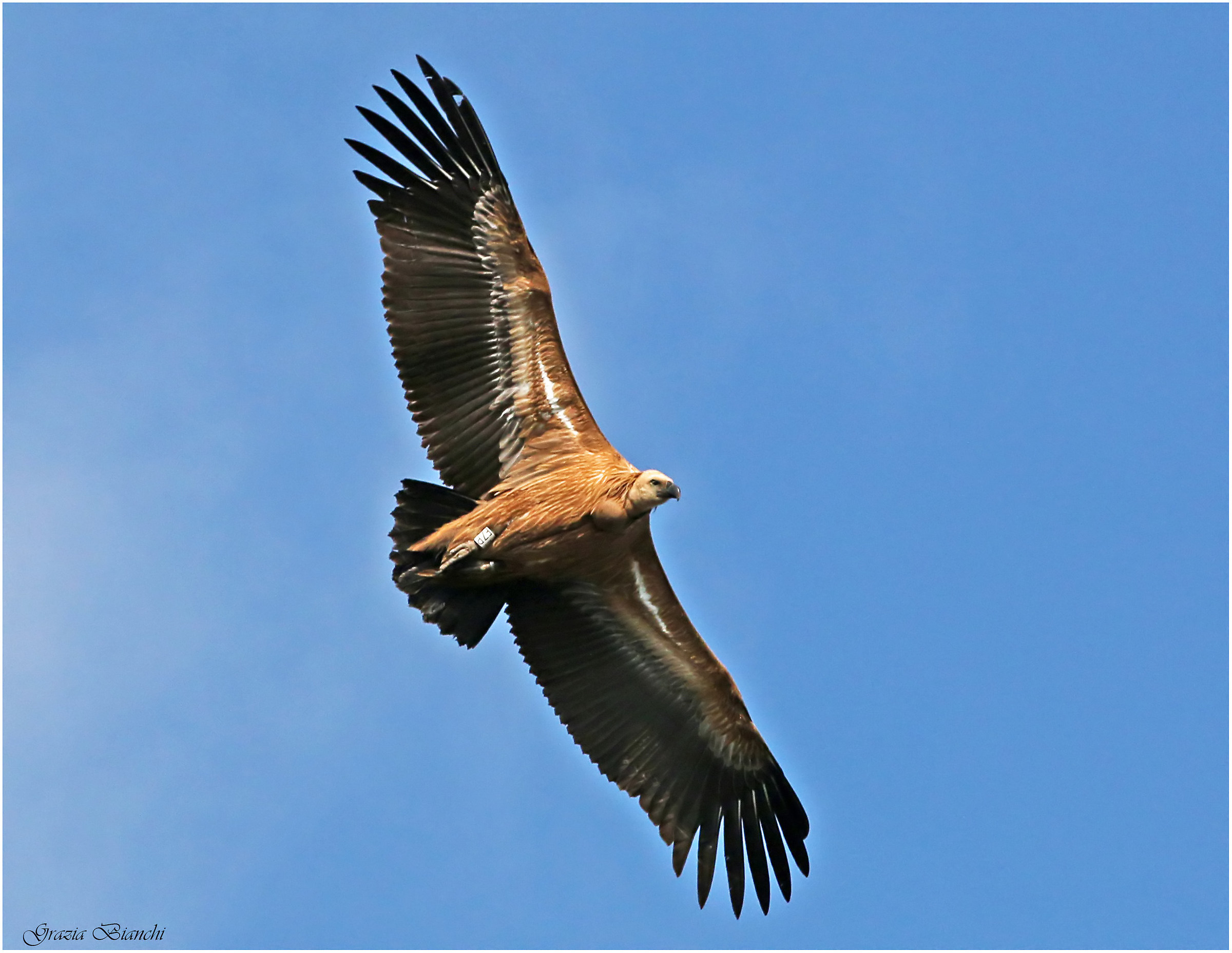 Grifone - Gole del Verdon