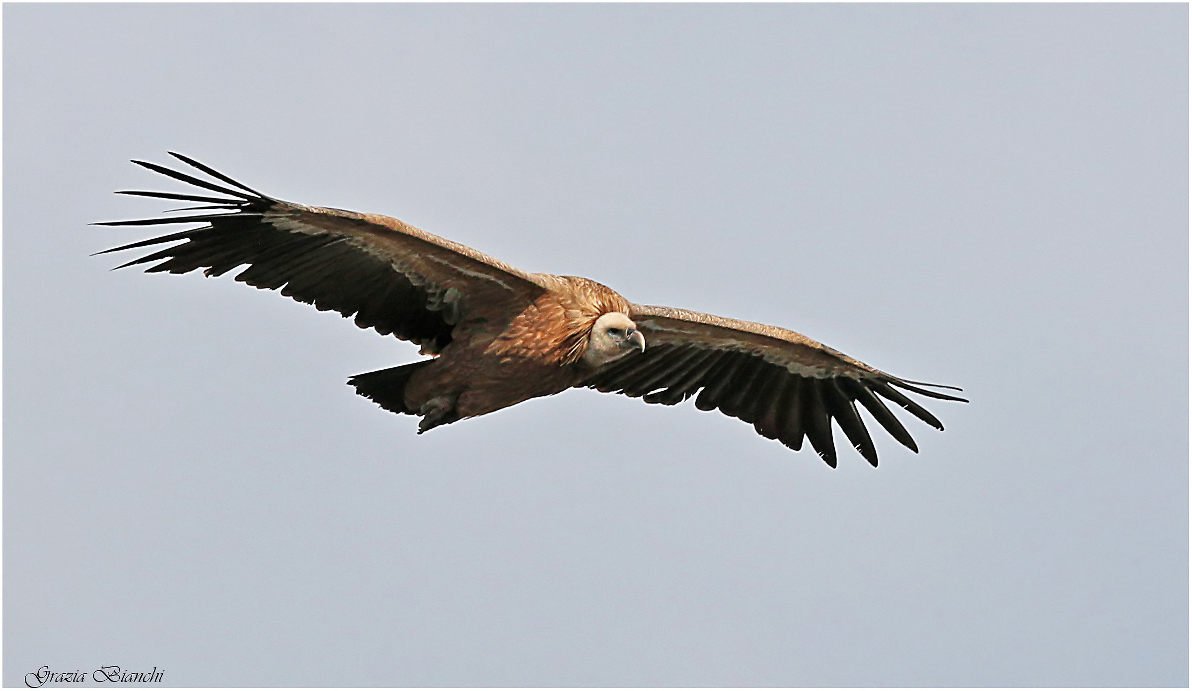 Grifone - Gole Verdon