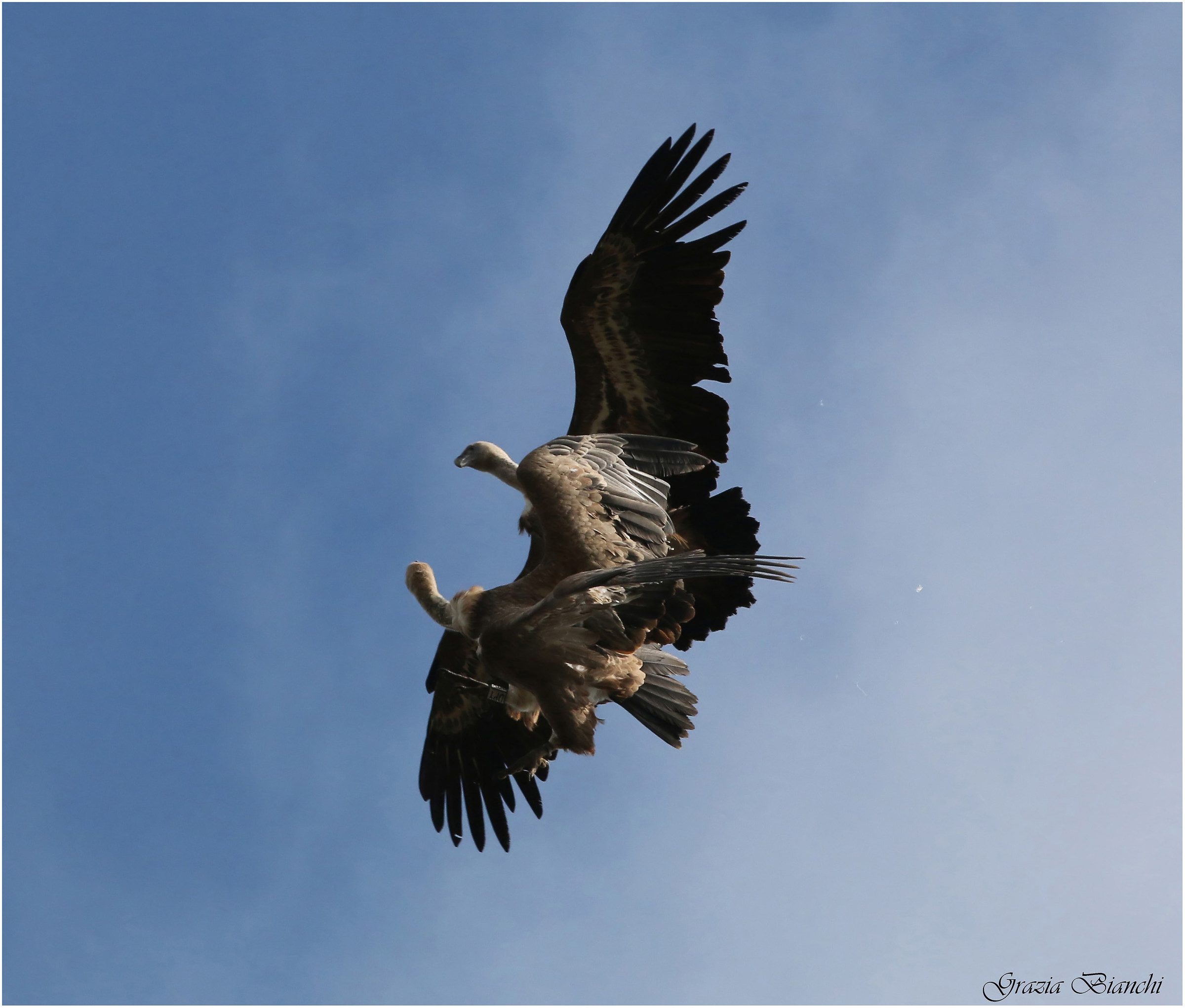 Lotta fra grifoni - Gole Verdon