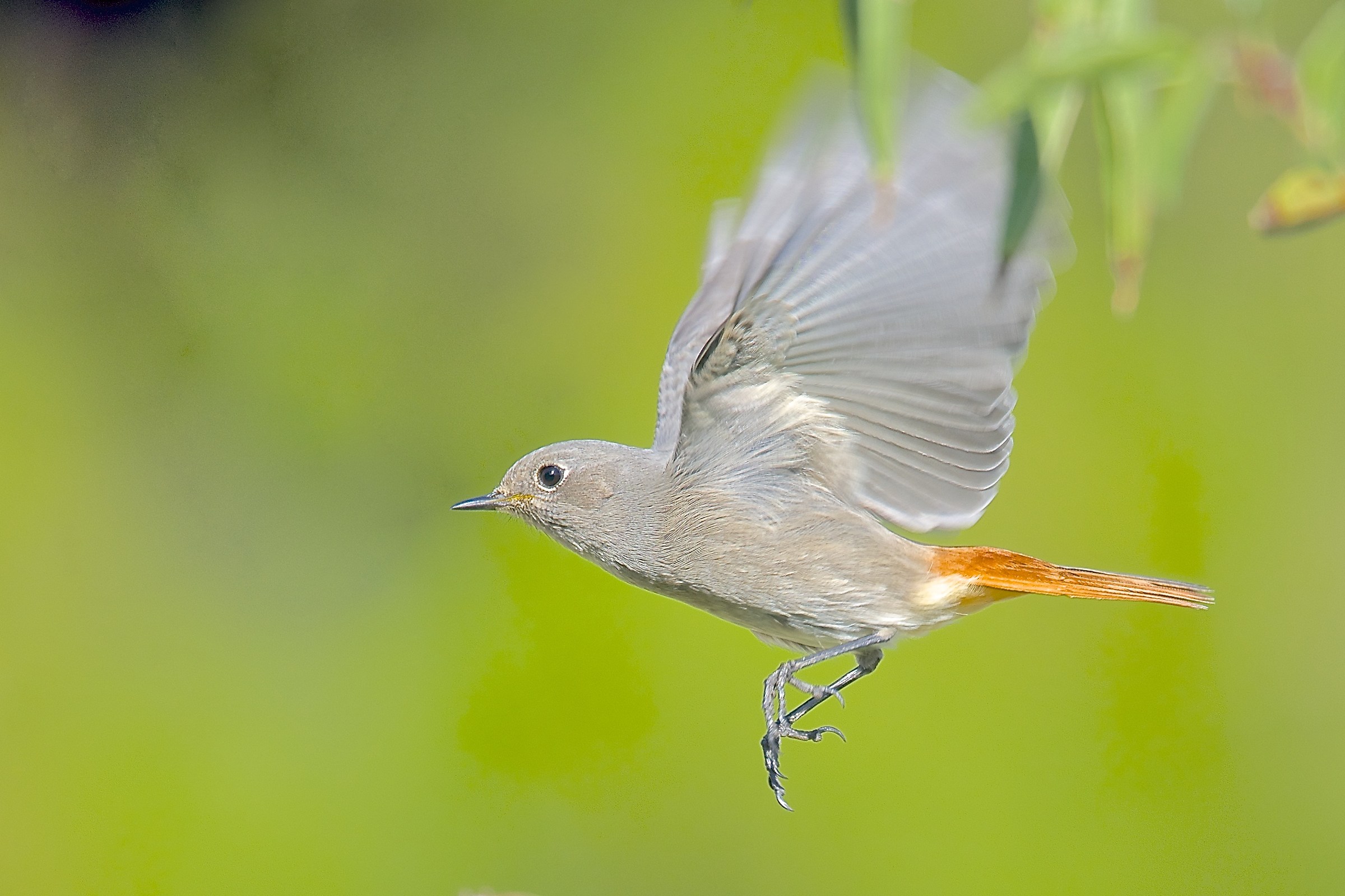 Sono arrivati gli spazzacamino...