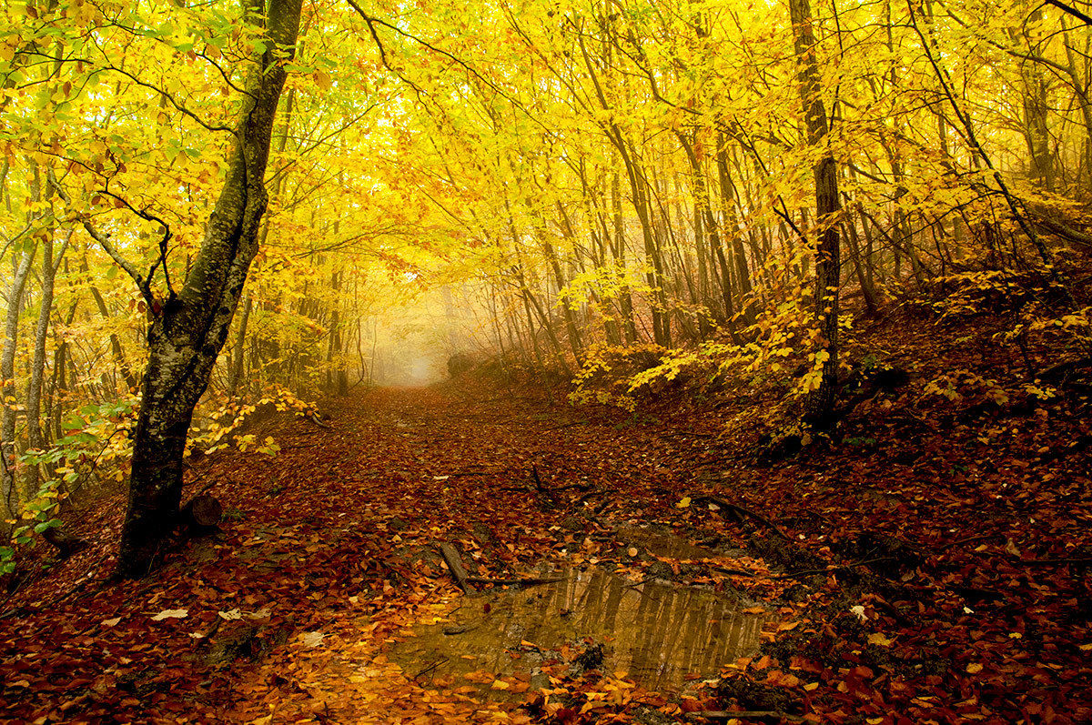THE autumn forest.