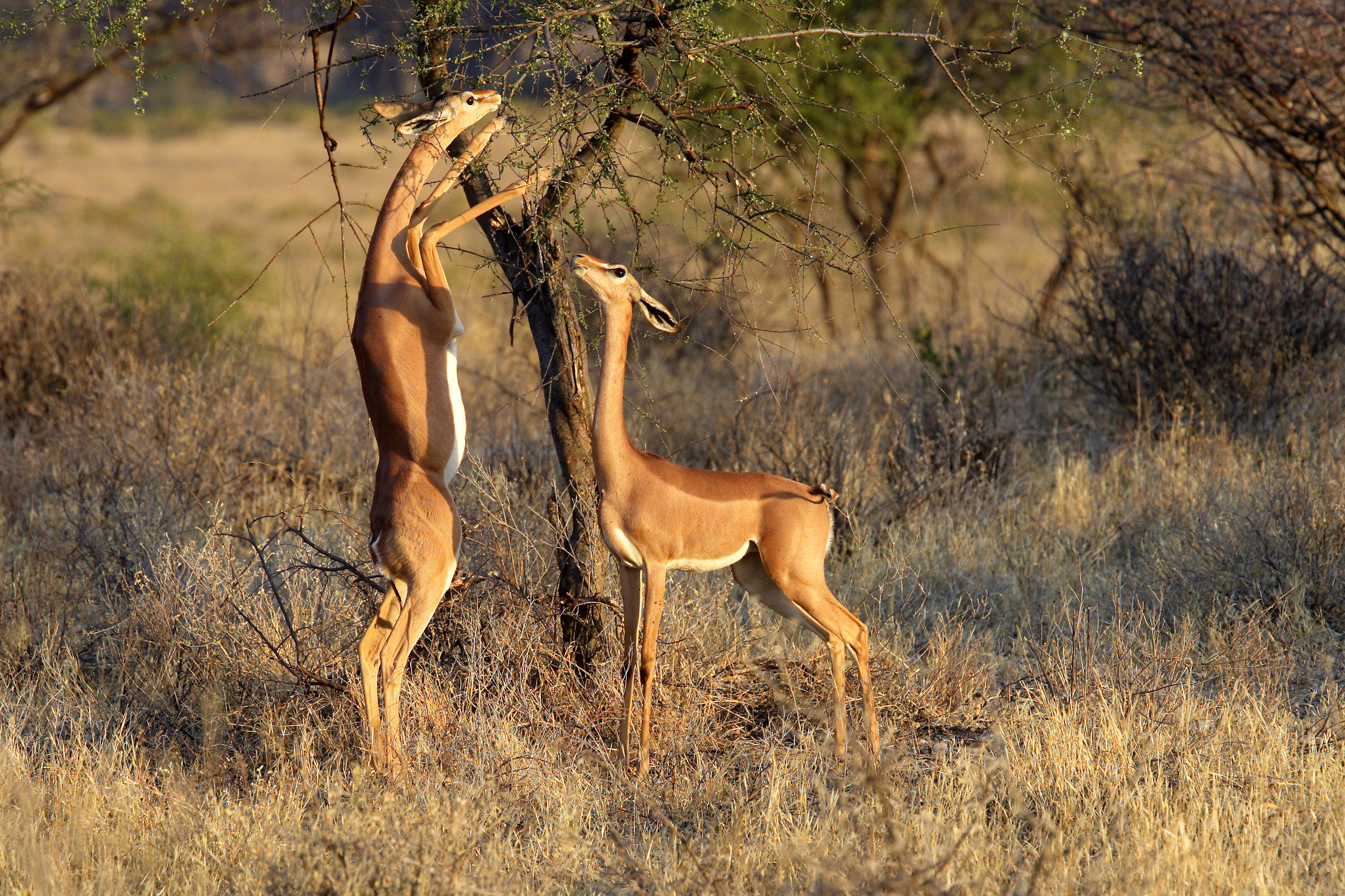 Gerenuk