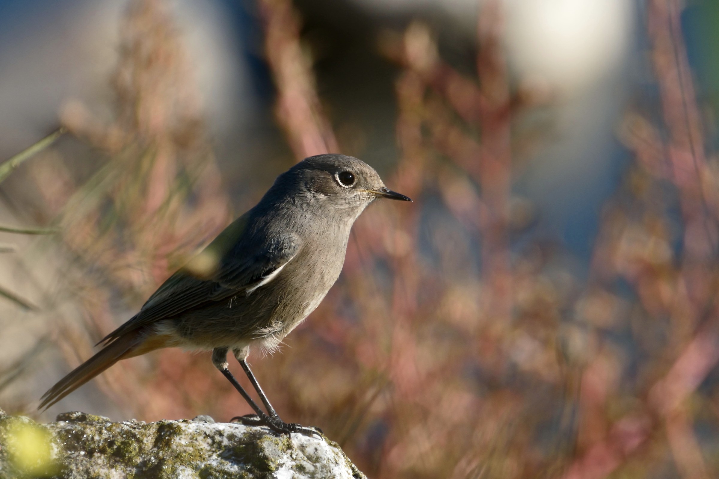 Codirosso spazzacamino