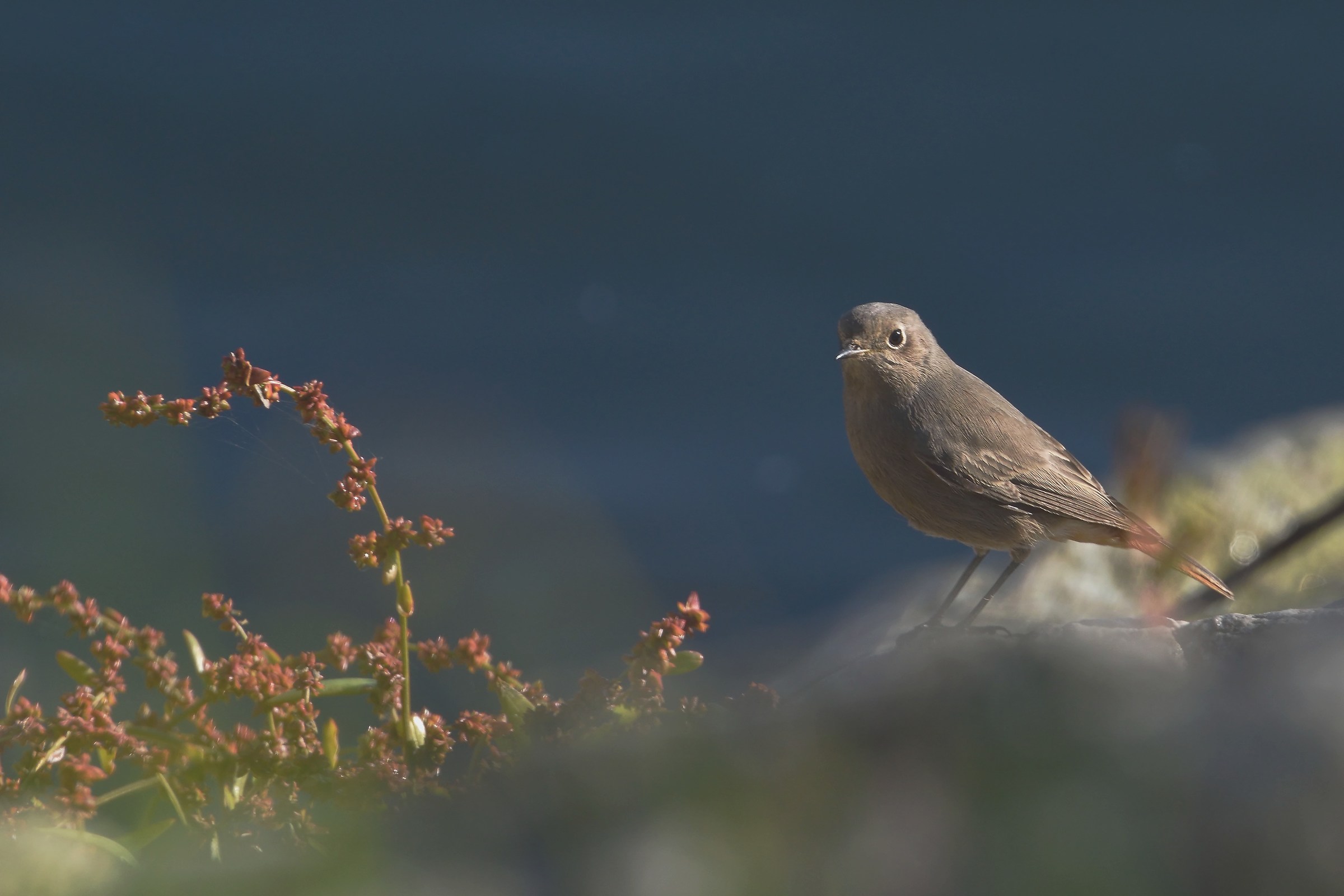 Codirosso spazzacamino
