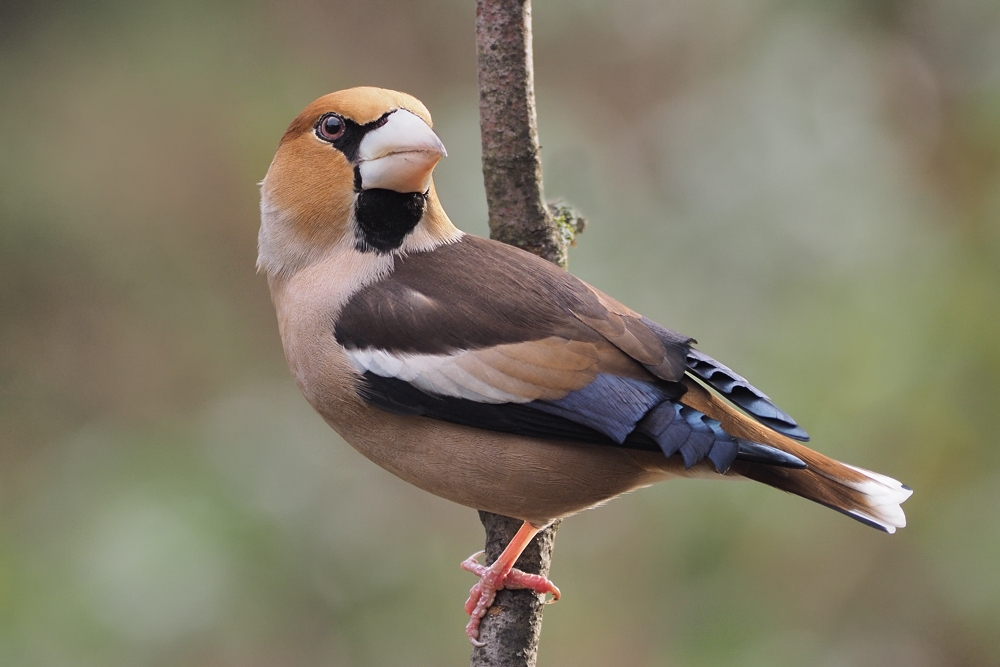 hawfinch