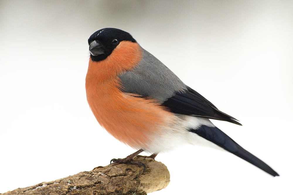 bullfinch male