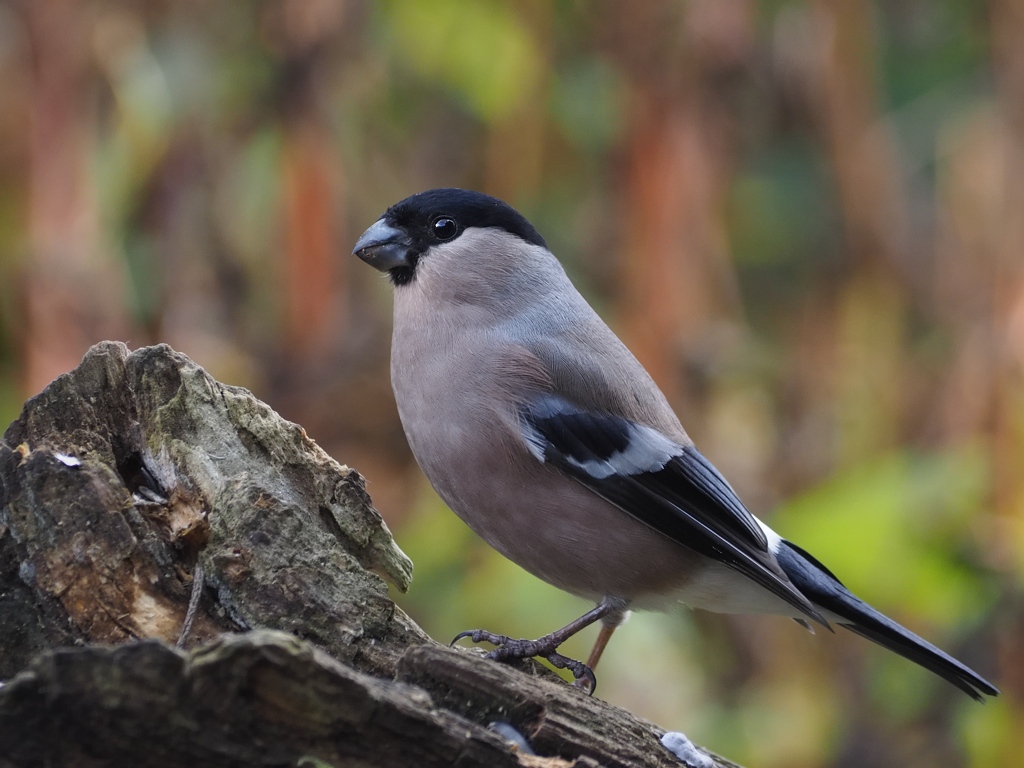 bullfinch female