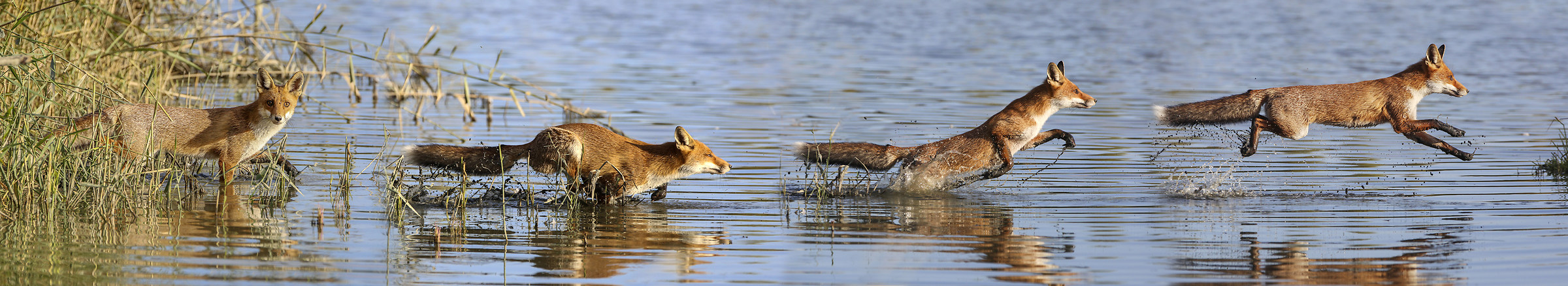 unione scatti: il salto della volte