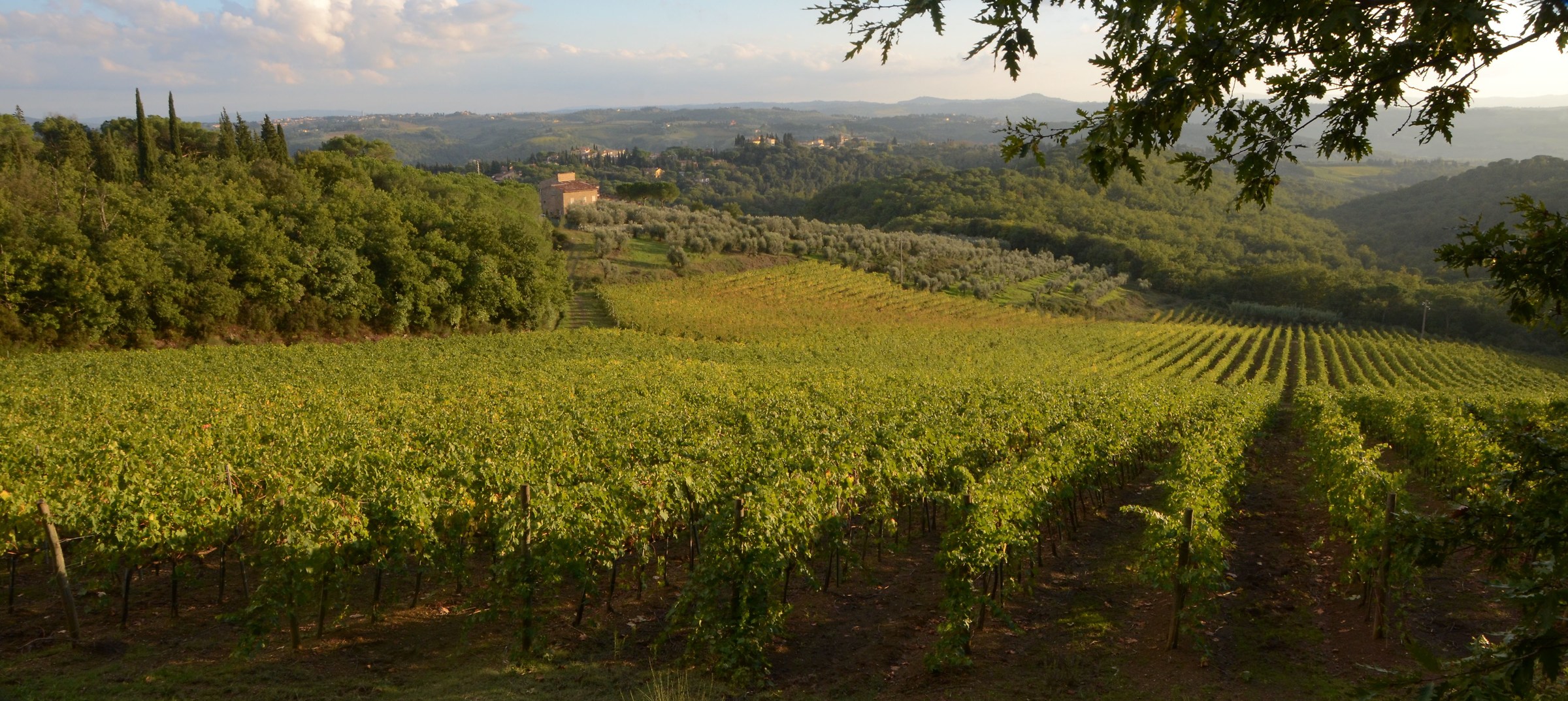 Filari di viti nel cuore del Chianti