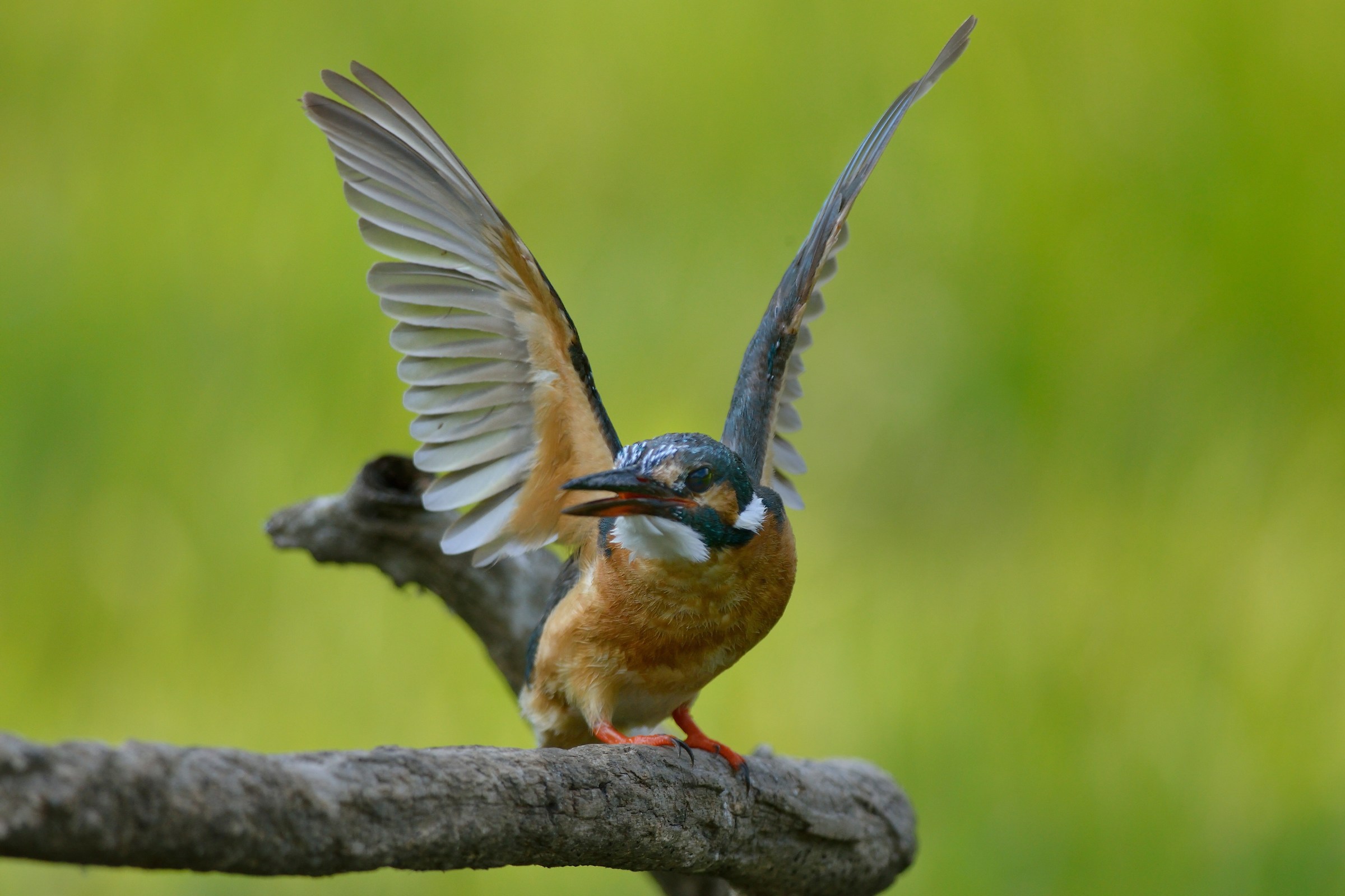 Defense of the roost ...
