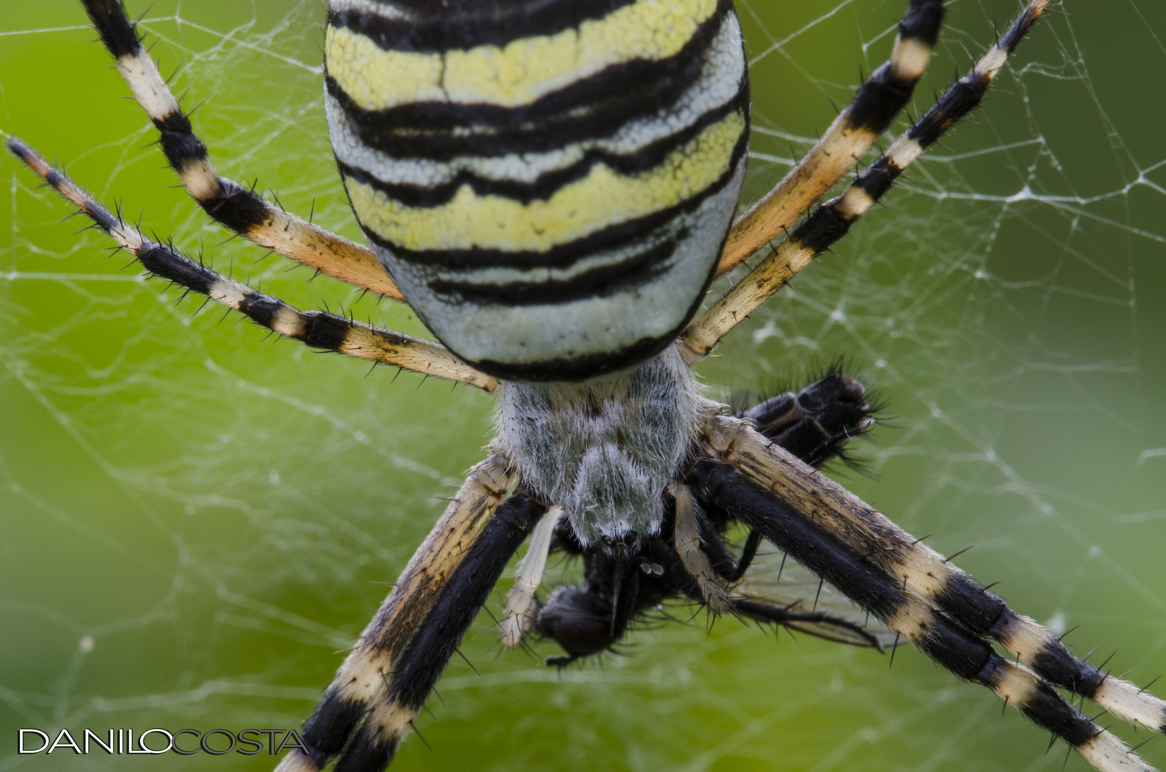La bocca sollevò dal fiero pasto...