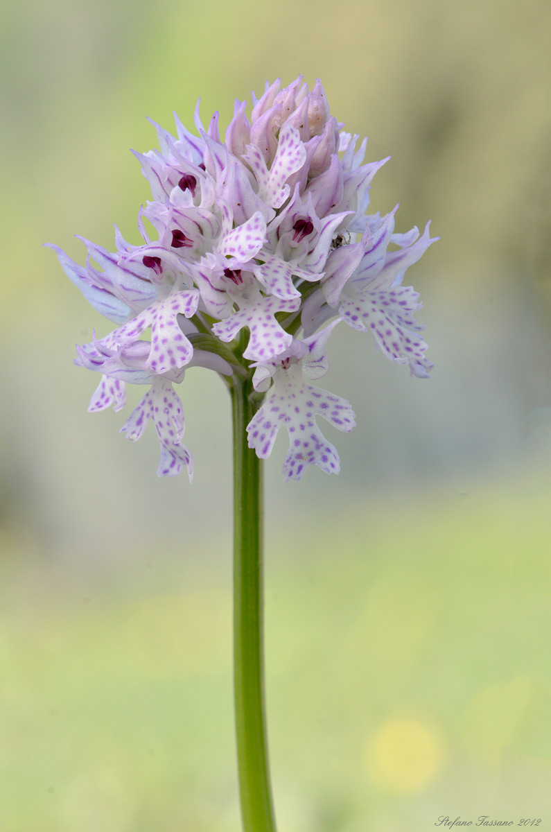 Orchis Tridentata