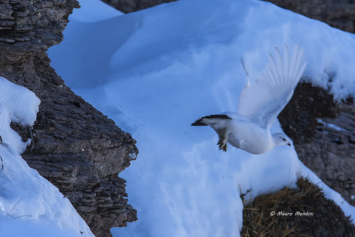 Partridge takeoff
