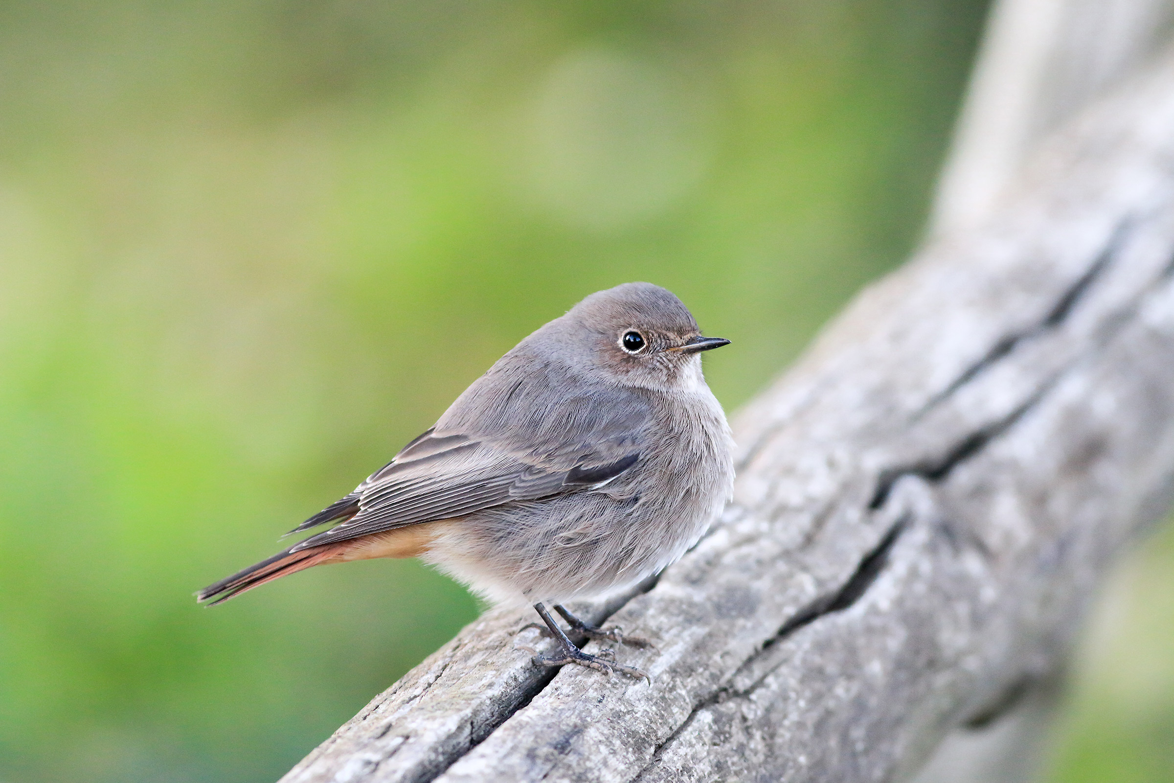 Redstart