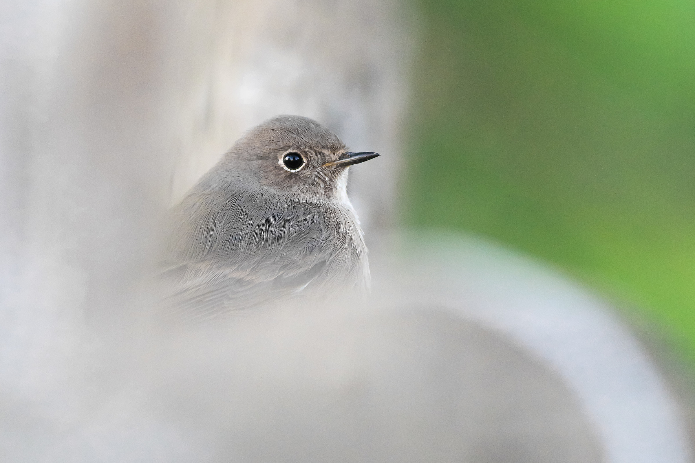 Portrait of a Redstart