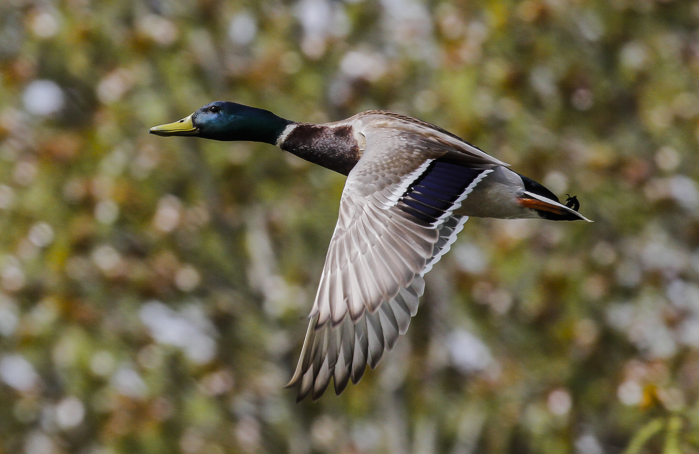 Mallard