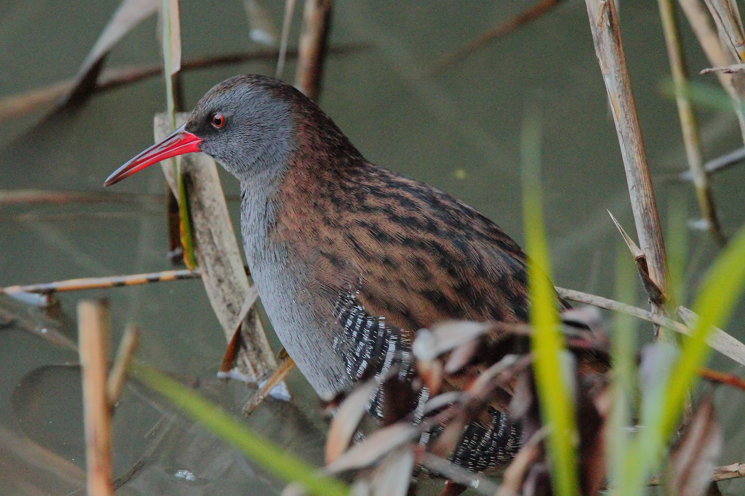Water Rail 2
