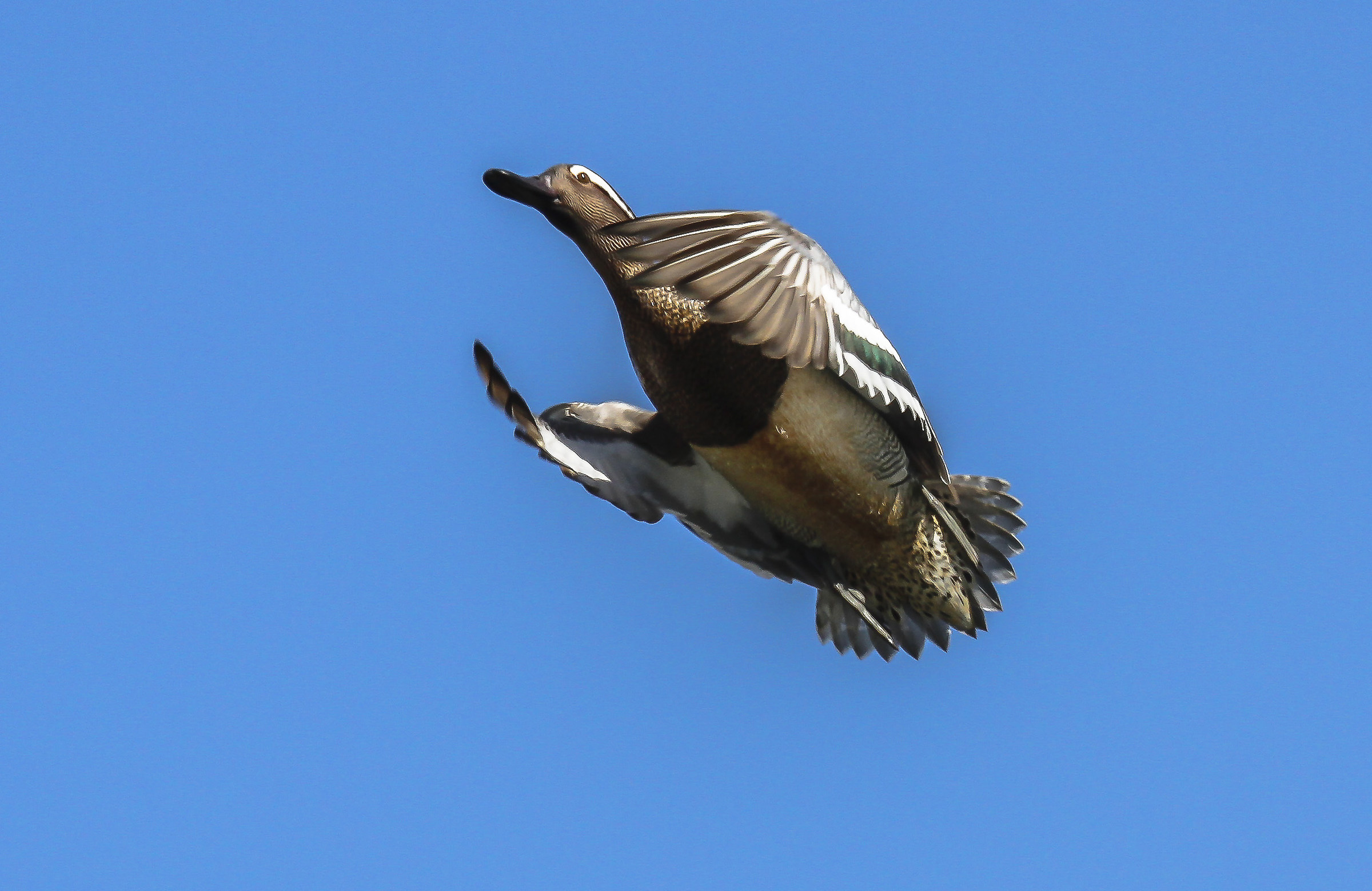 garganey