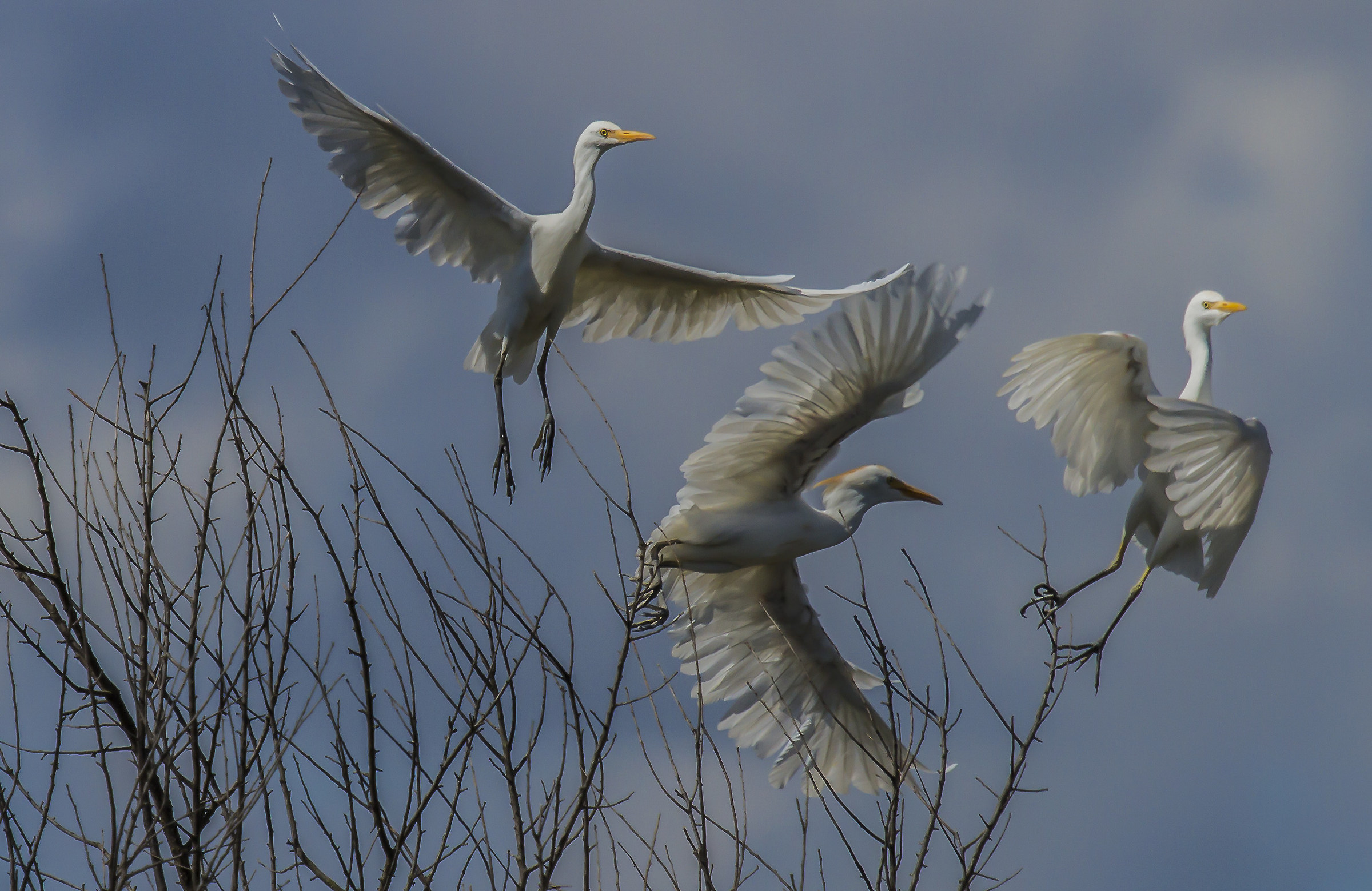 egrets