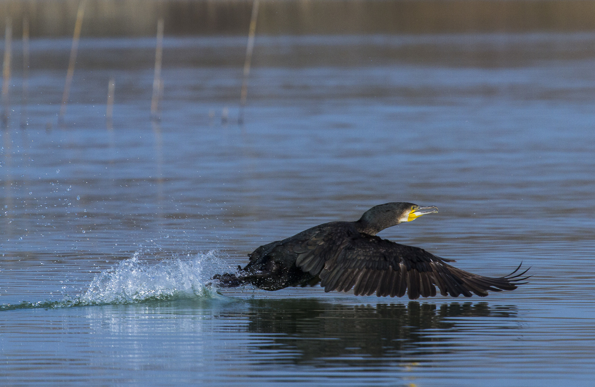 cormorant