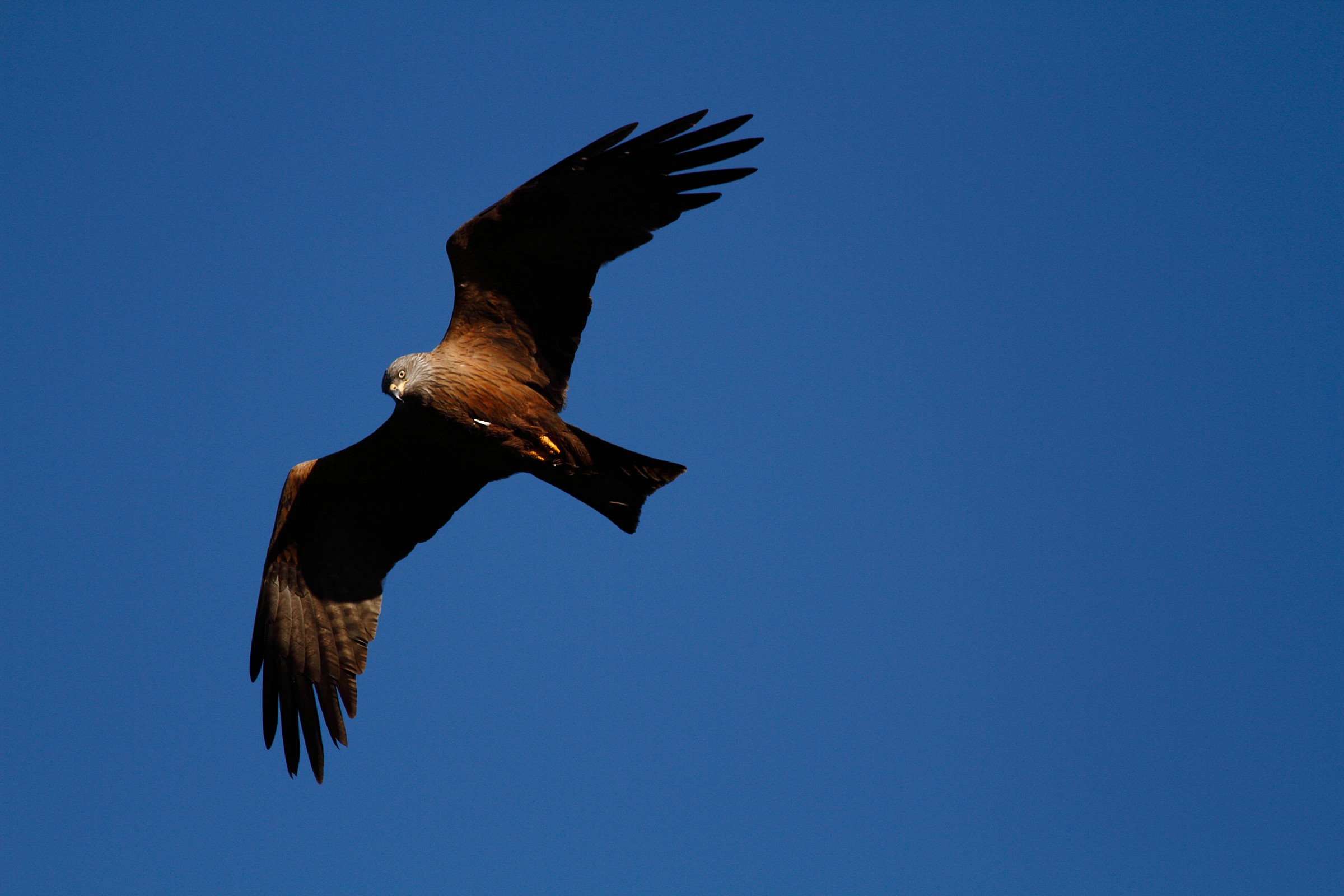 Kite on Lake Como