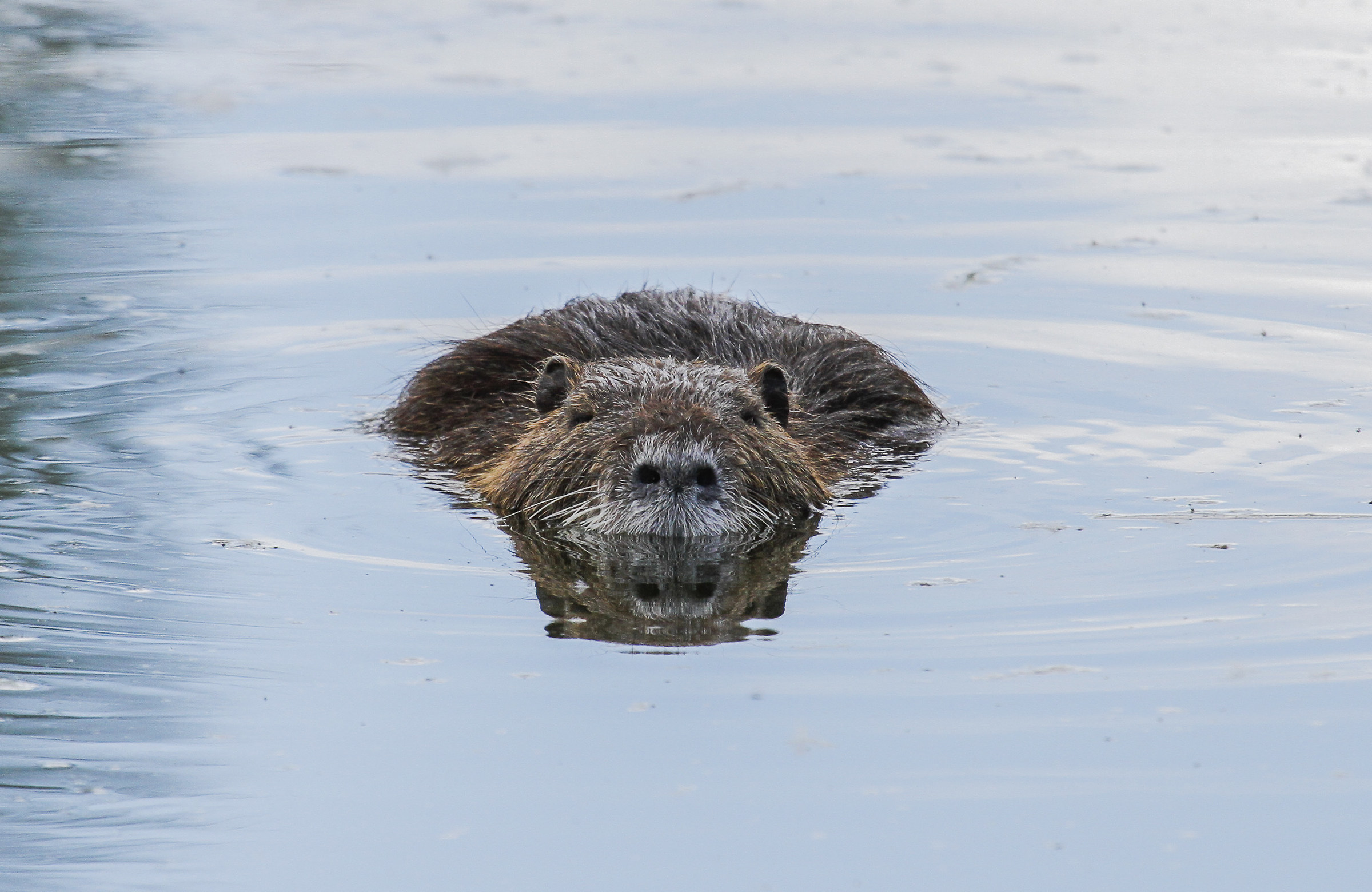 nutria