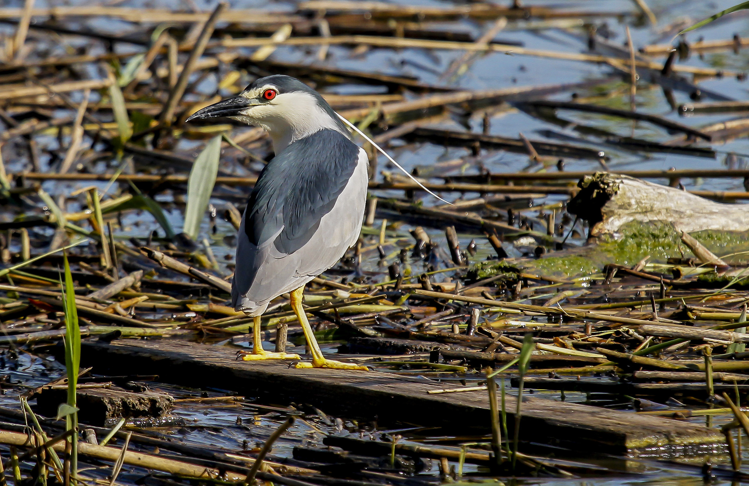 Night Heron