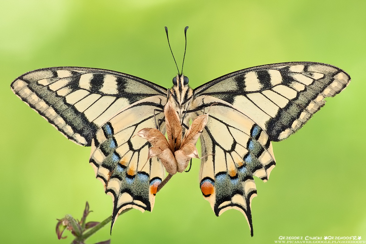Papilio machaon