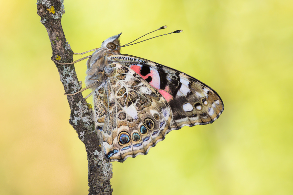 Painted Lady (Vanessa cardui) - imago