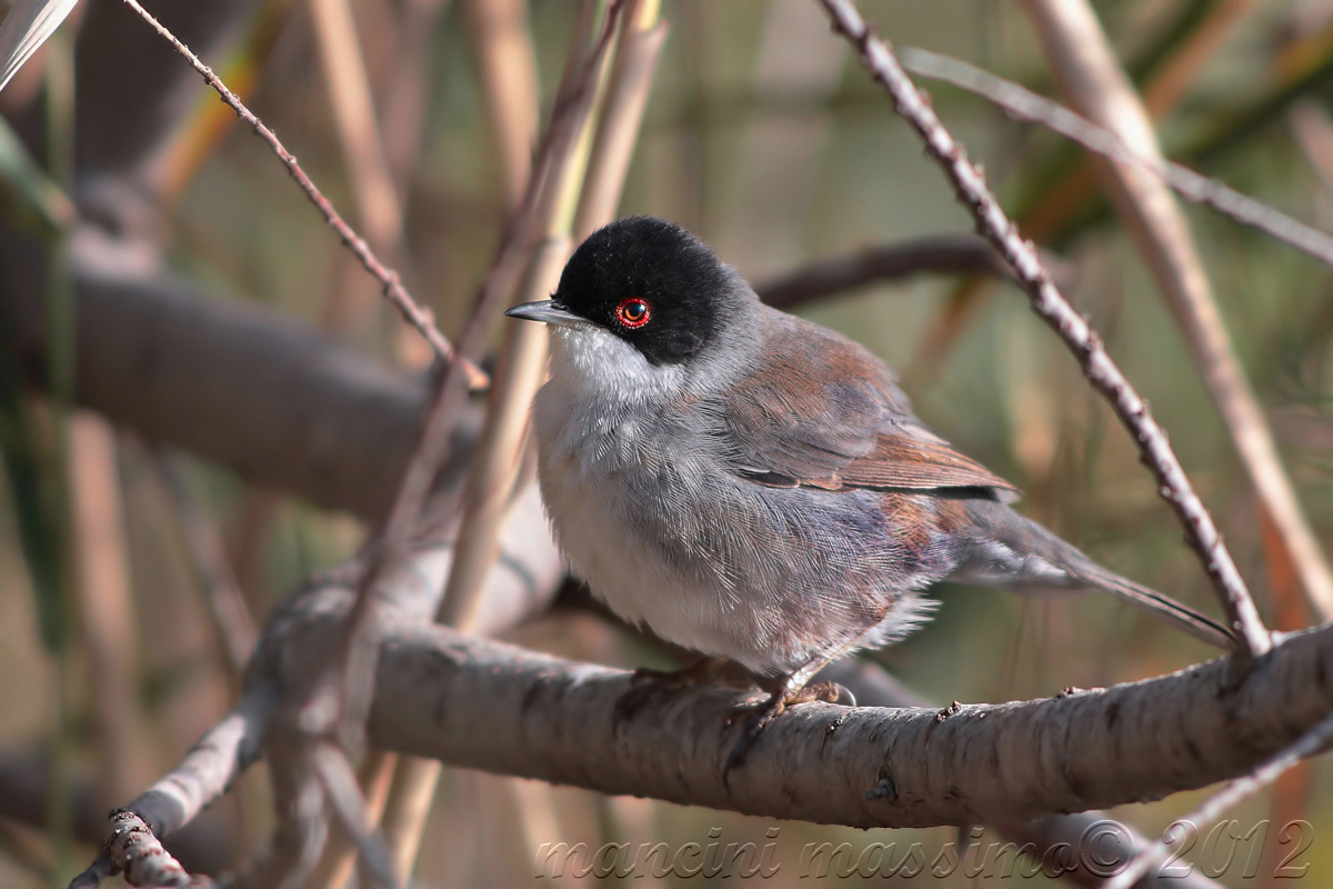 young warbler (Sylvia melanocephala)
